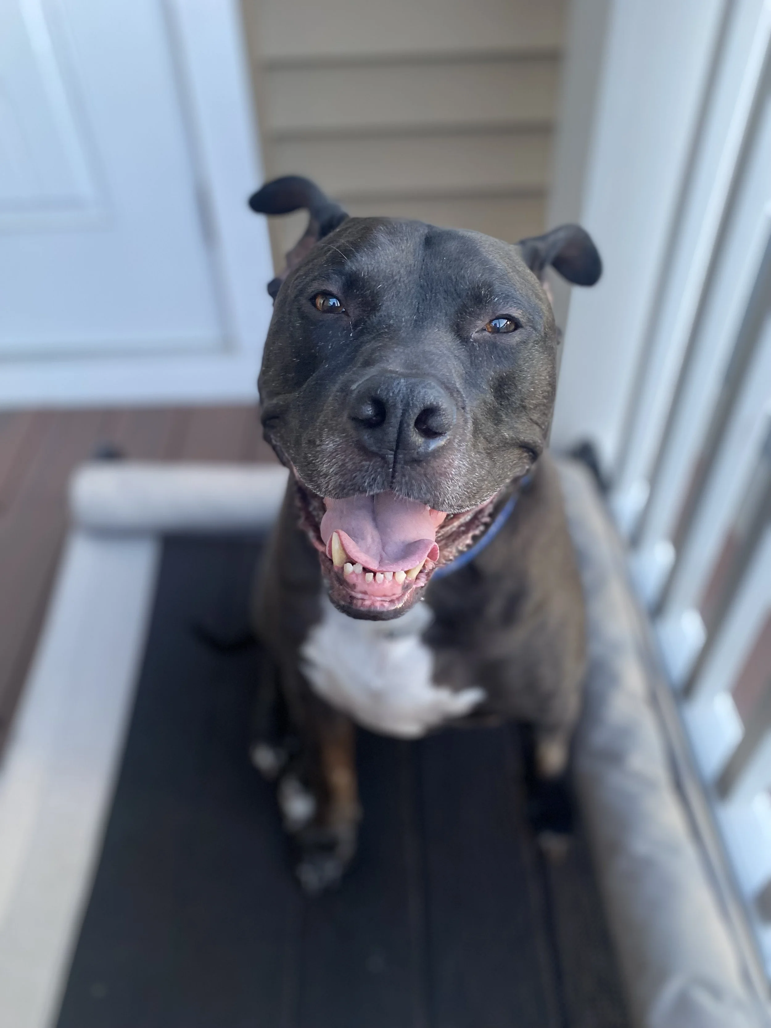 Close-up of a happy dog, possibly a Staffordshire Bull Terrier, looking up with its mouth open and tongue out, indoors near stairs.