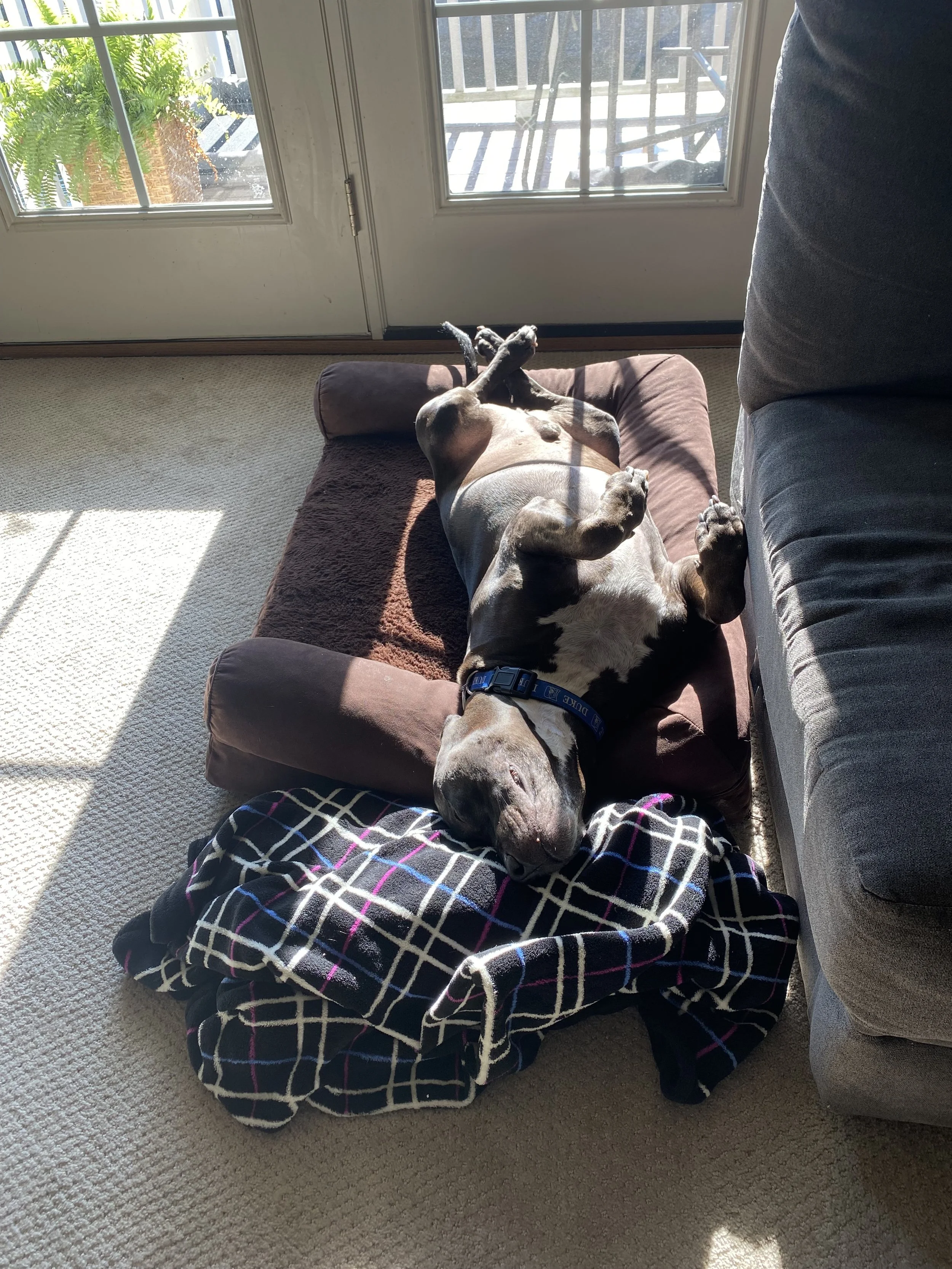 A dog lying upside down on a brown pet bed next to a person wearing a plaid shirt, indoors near a glass door and a gray couch.