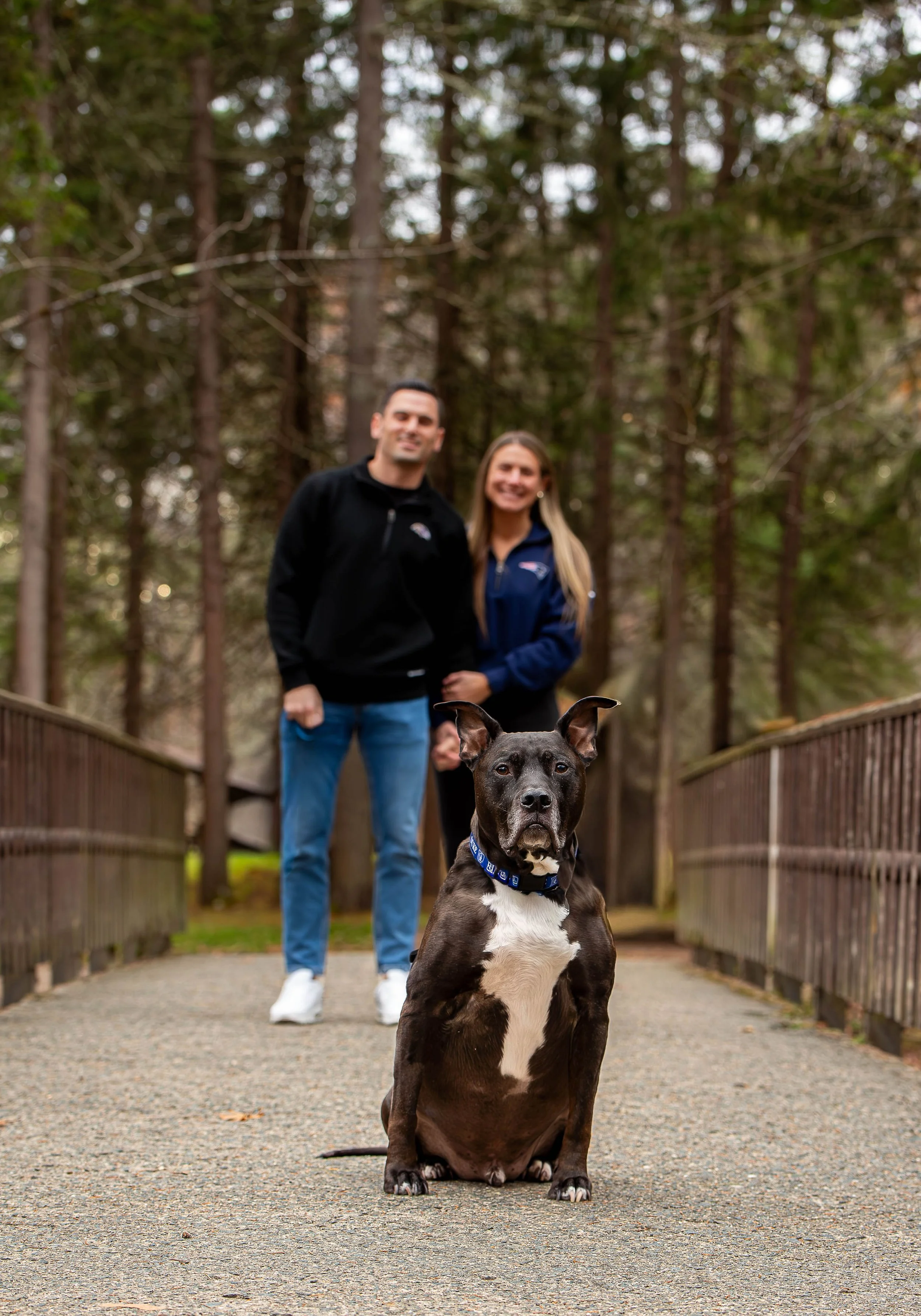 A black and white dog sitting on a bridge with two people standing behind it in a wooded area.