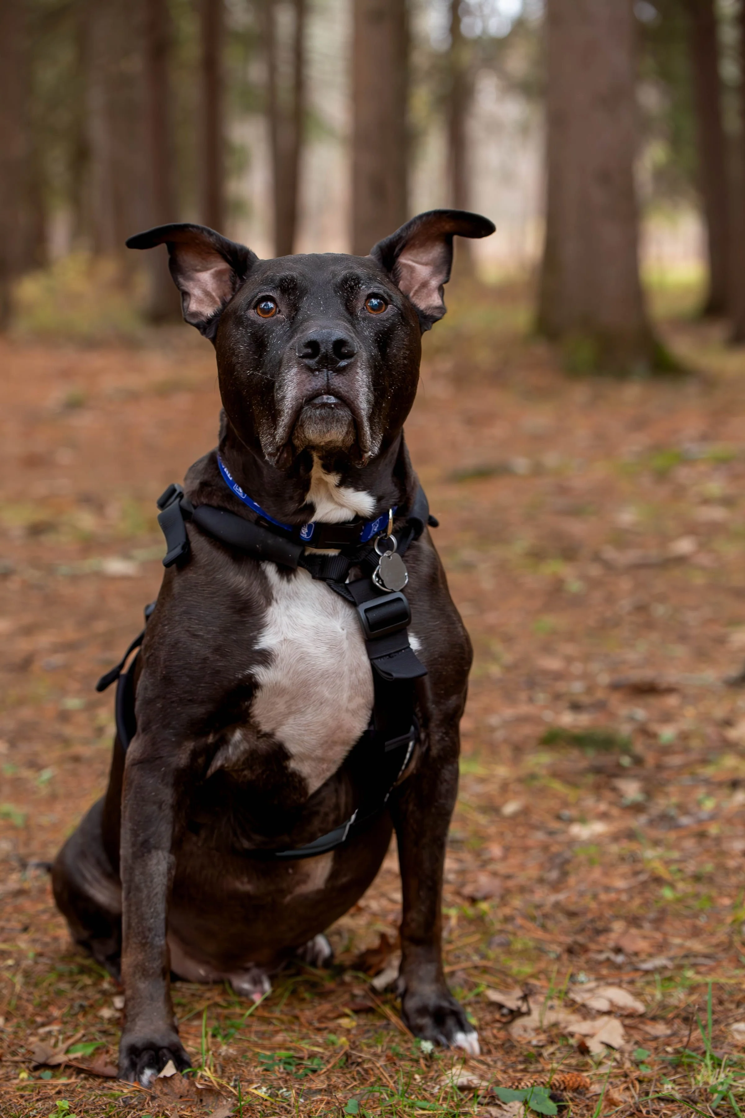 Black dog with a white chest sitting on a dirt forest trail, surrounded by trees with a slightly blurred background.