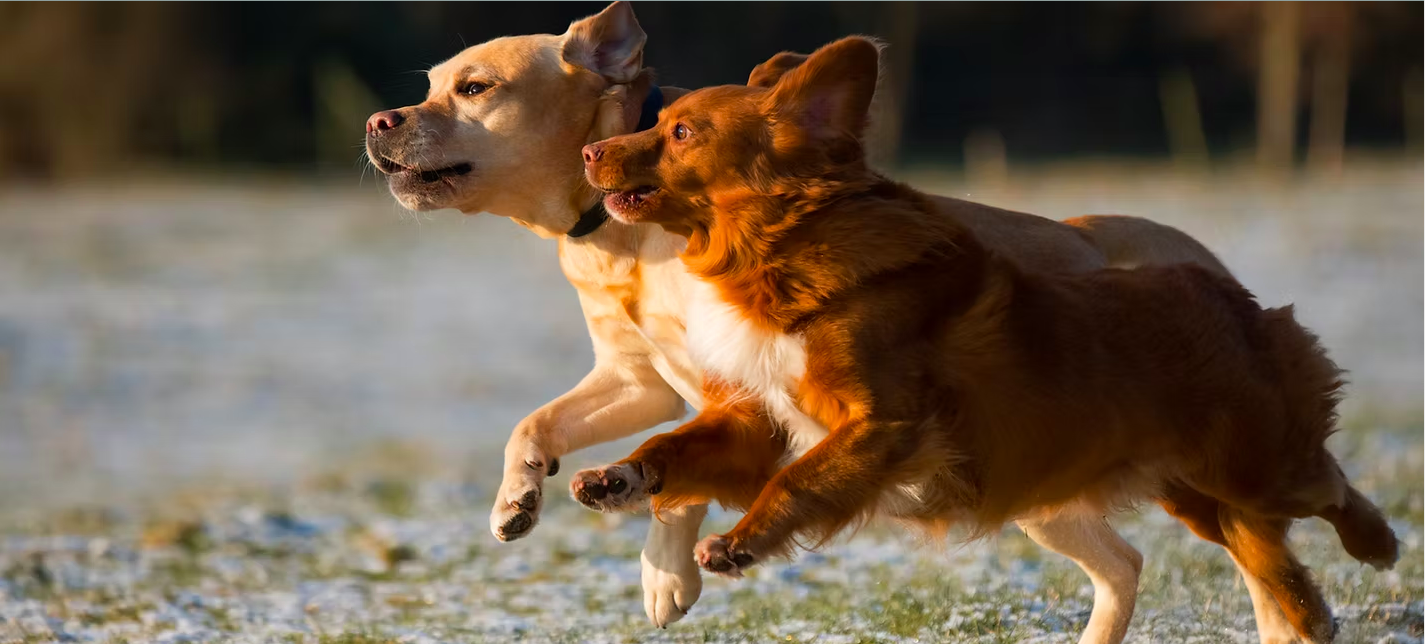 Two dogs running in a snowy field during sunset, one tan and white and one reddish-brown.