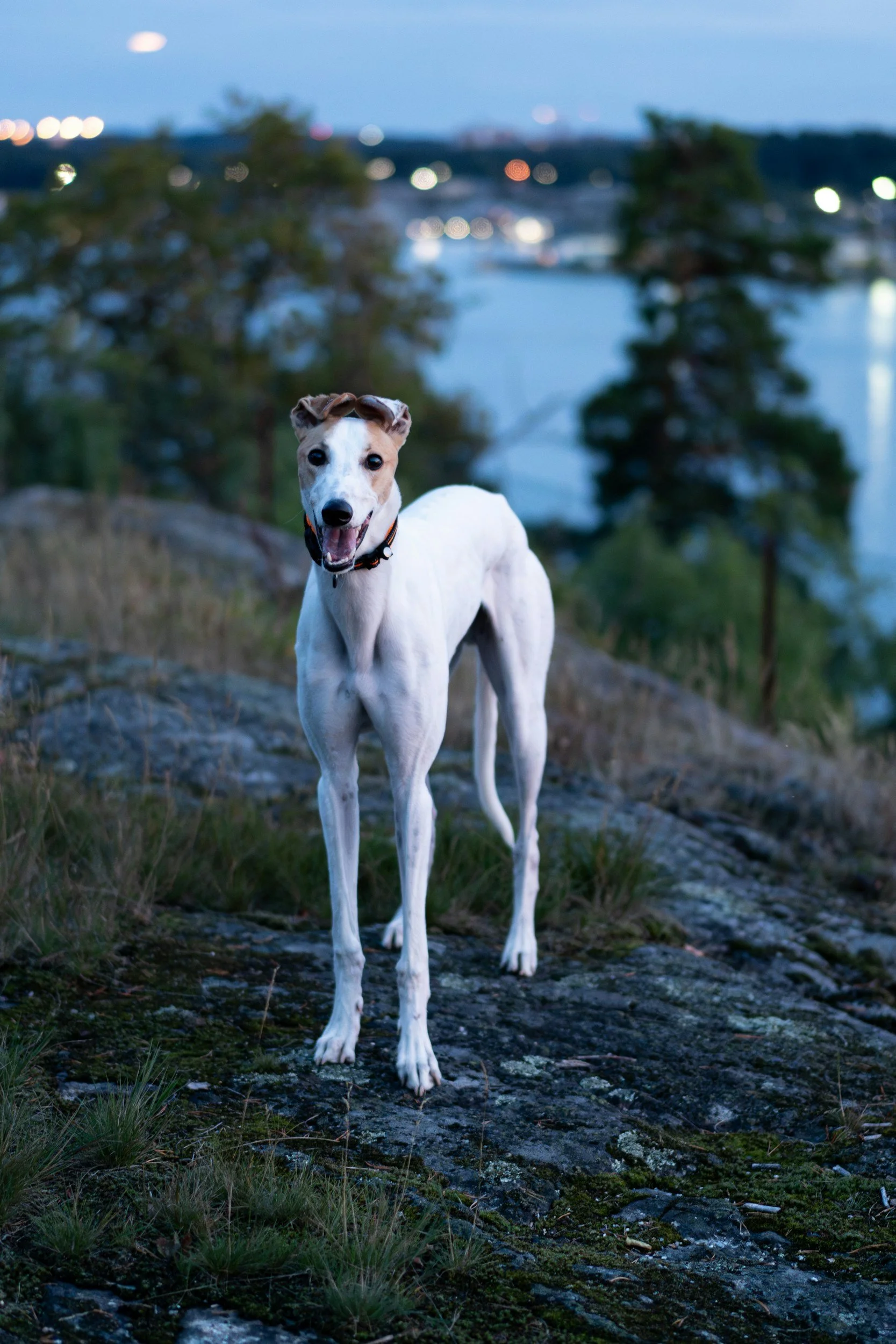 A white dog with brown markings and a black collar standing on a rock near a river at dusk, with trees and city lights blurred in the background.