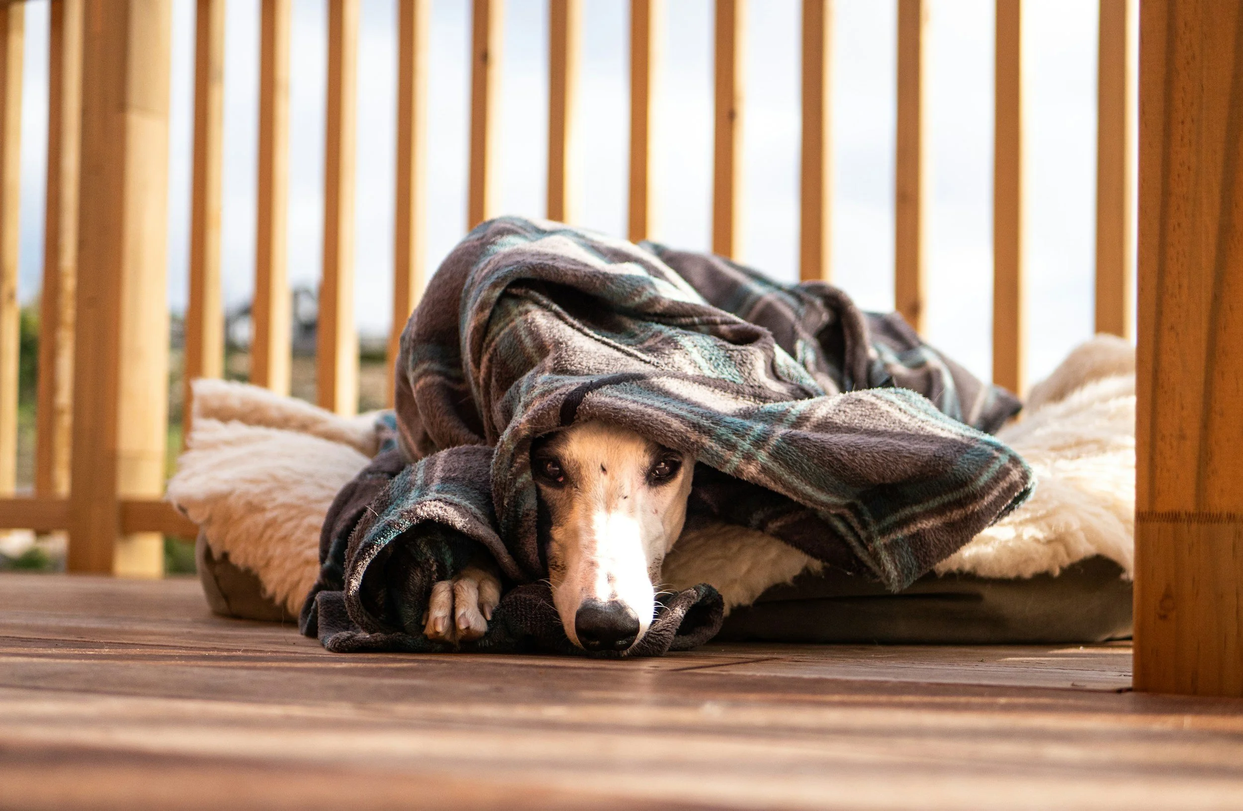 A dog lying on a blanket inside a wooden house, with a blanket over its head, looking relaxed and comfortable.