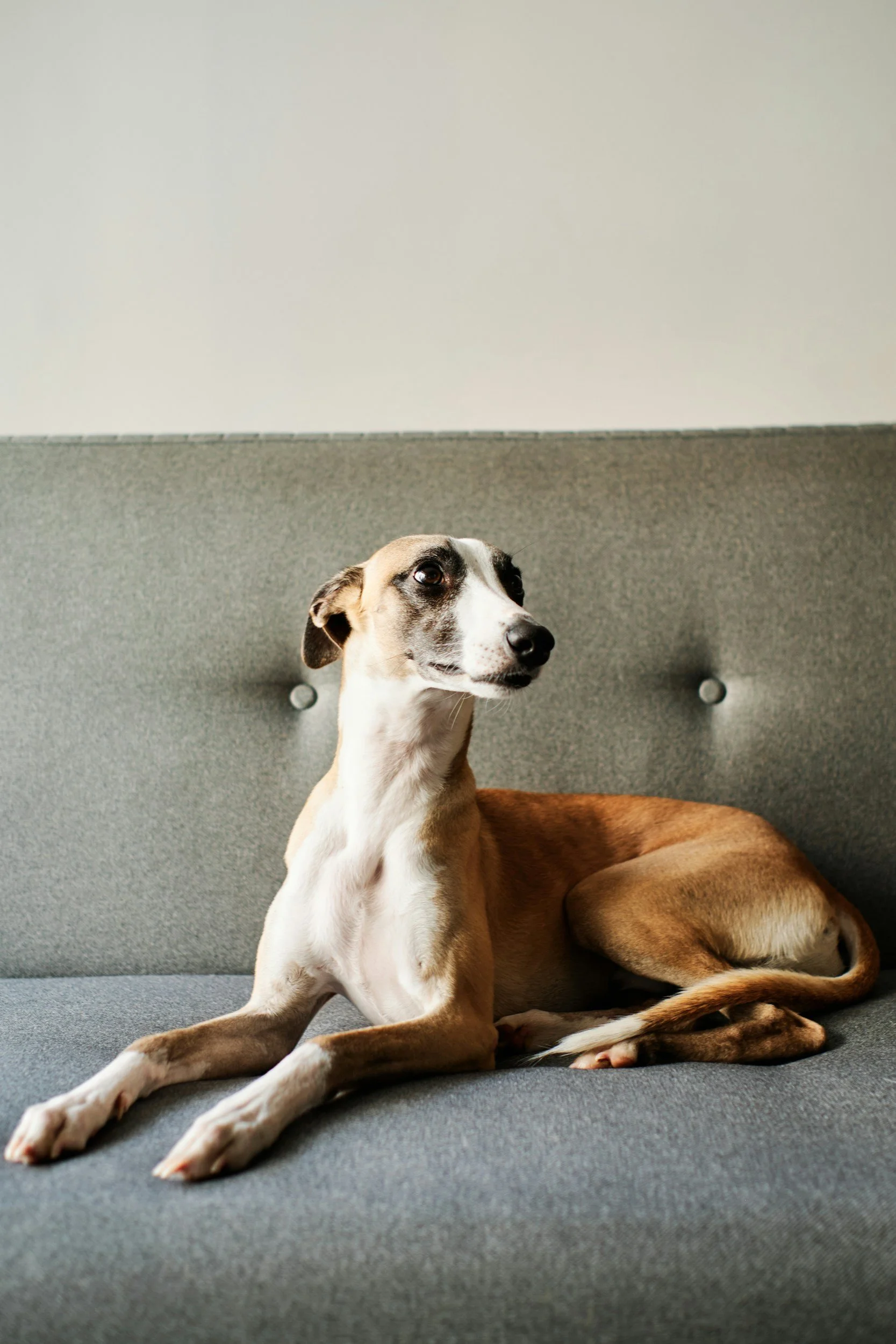 A dog with a light tan and white coat and black markings around its eyes, lying on a gray couch with a gray and white wall in the background.