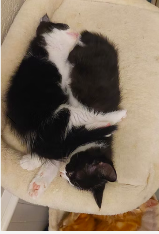 Two black and white kittens sleeping together on a beige cushion.