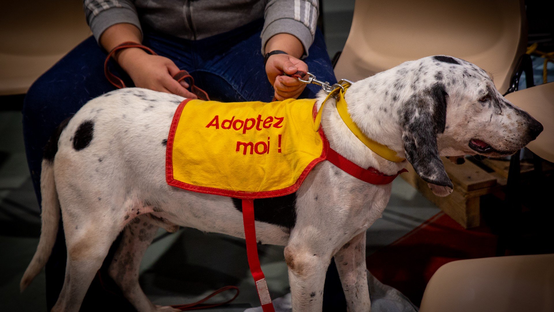 A Dalmatian dog wearing a yellow vest with red letters that say "Adoptez moi!" and a red collar is being held on a leash by a person dressed in a gray hoodie and jeans. The setting appears to be indoors with beige chairs around.