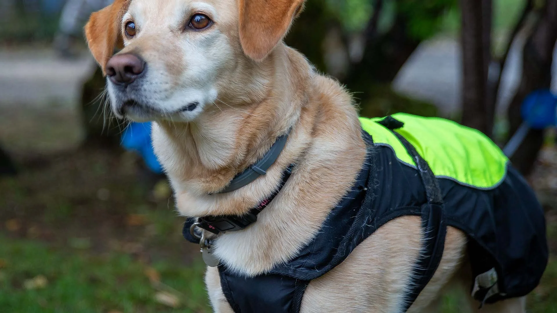 Close-up of a service dog wearing a bright yellow vest and harness, outdoors with blurred trees and grass in the background.