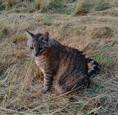 Fifi