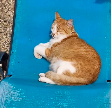 Noé