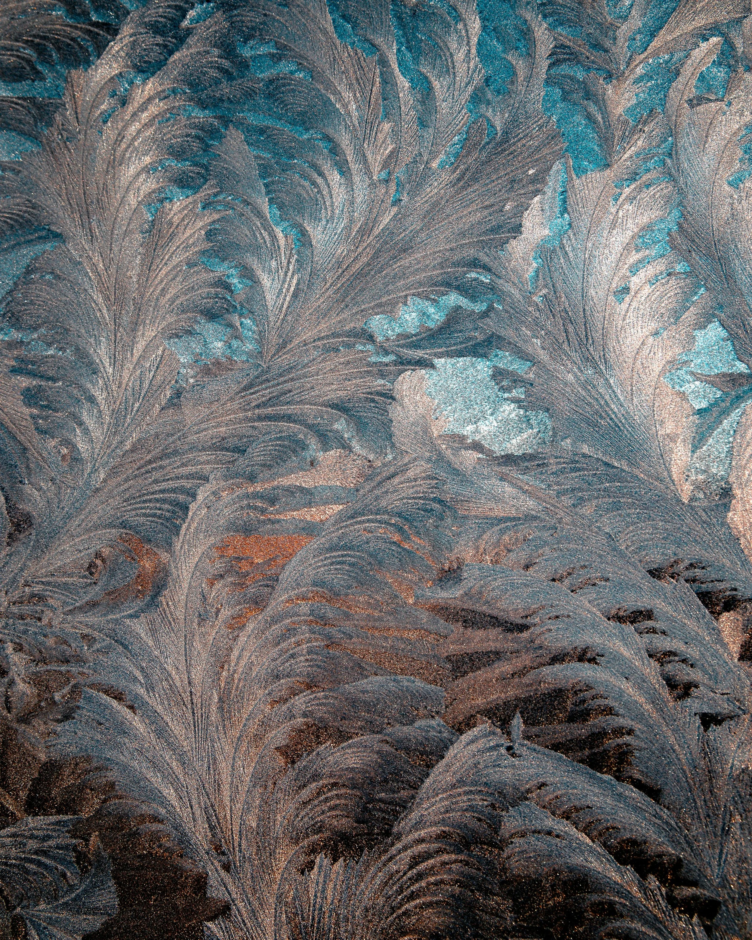 Close-up of frosted feathers with a shimmer, showing intricate ice crystal patterns.