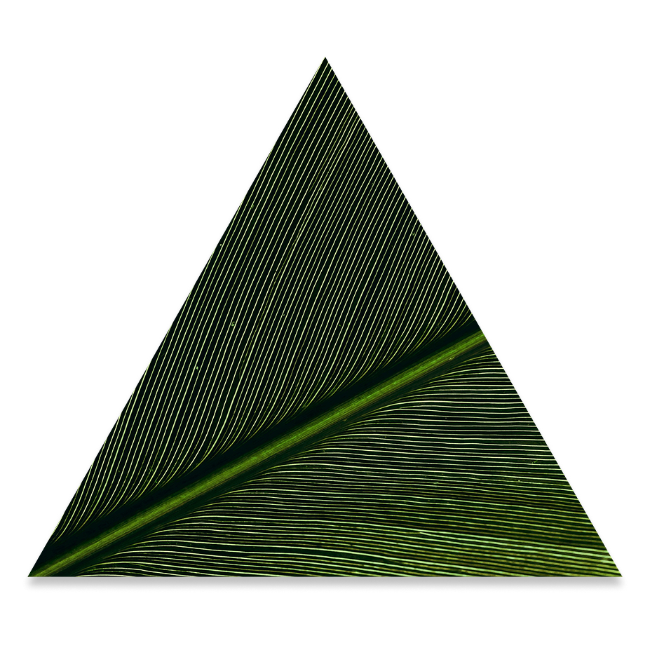 Close-up of a green palm leaf with parallel veins, arranged within a triangular frame.