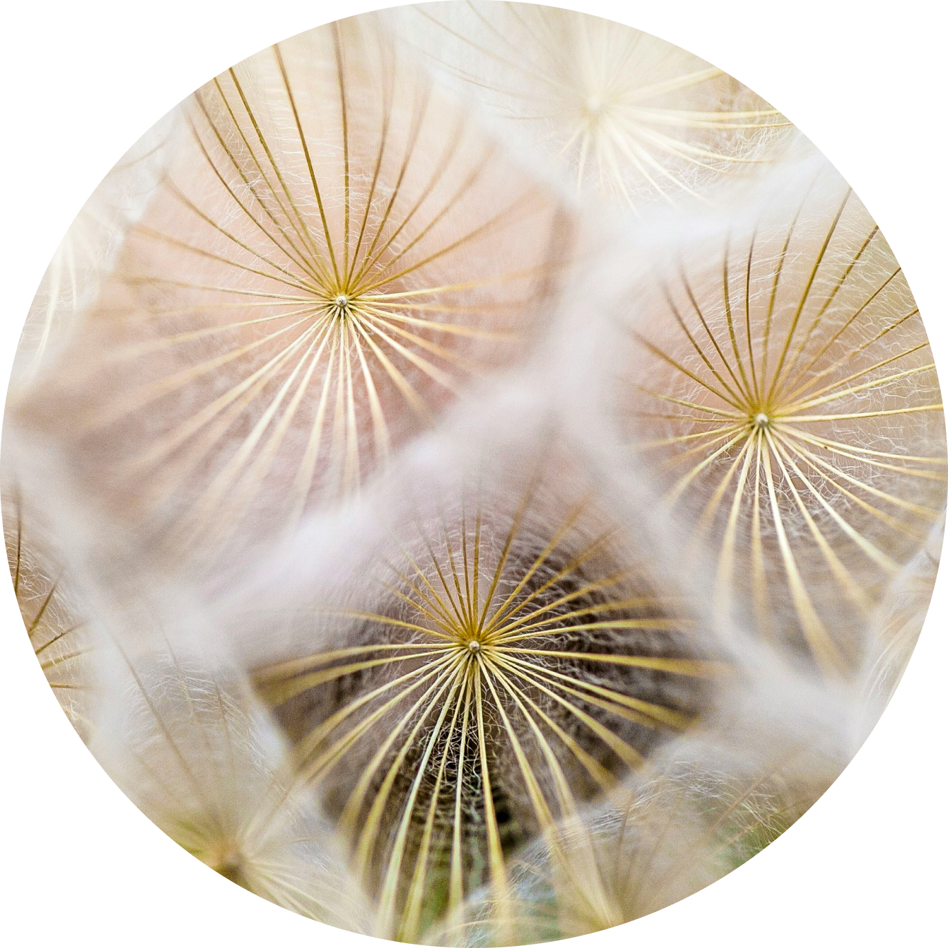 Close-up of dandelion seeds with thin, golden filaments radiating from the center, surrounded by soft, white fibers.