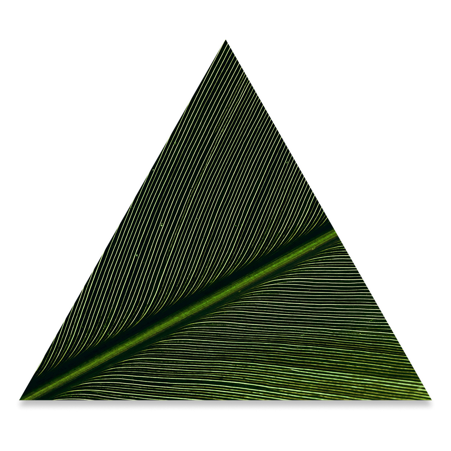 Close-up of a green palm leaf with parallel veins, placed within a transparent equilateral triangle outline.