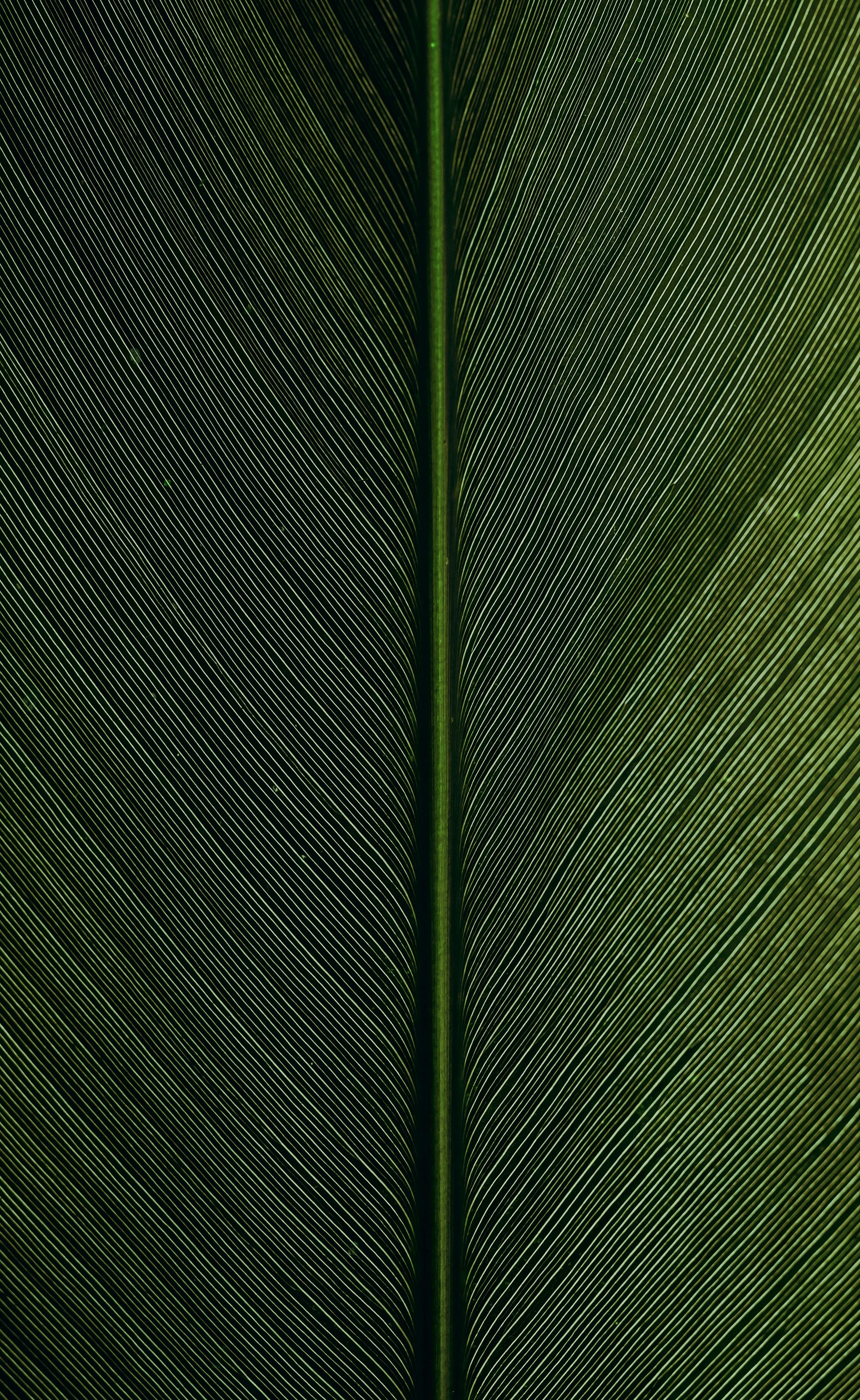 Close-up of a green feather showing detailed barbs and central shaft.