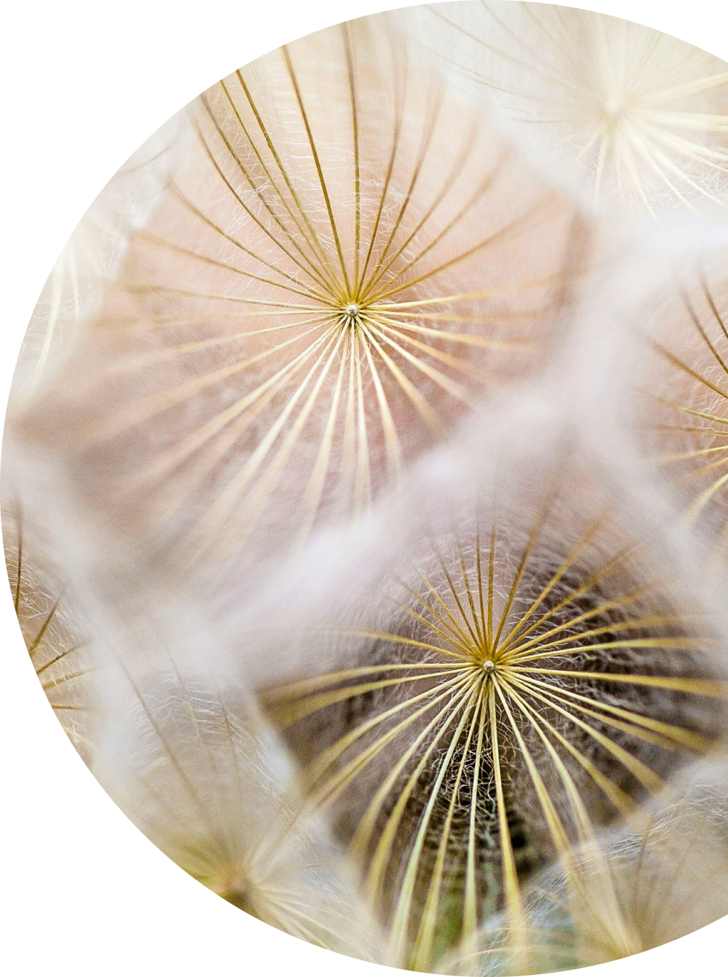 Close-up of dandelion seed heads with fine, radiating filaments and soft, light background.