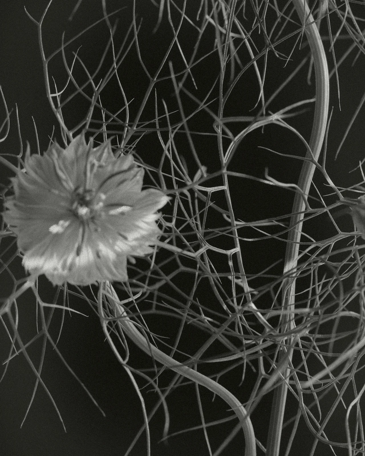 A black and white photograph of a flower with a tangled background of wires or threads.