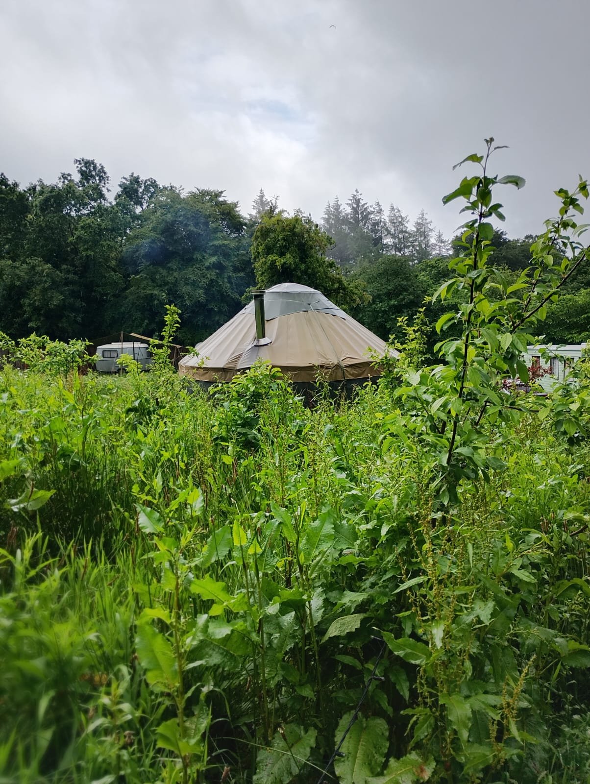 A domed tent in a field of tall green grass and plants with trees and a cloudy sky in the background.