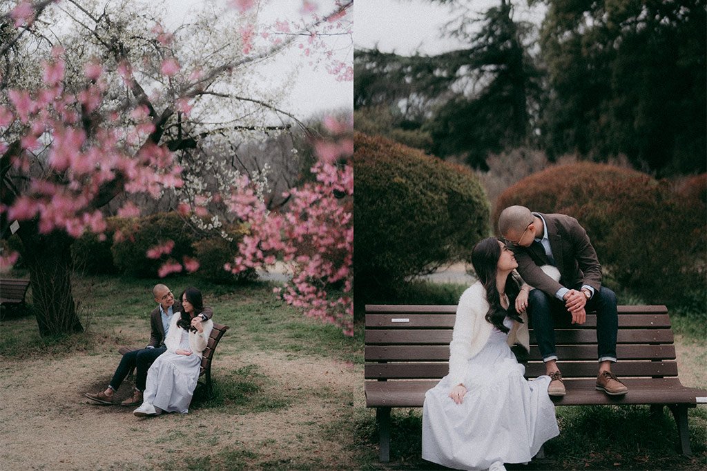 A couple sitting on a park bench under blooming pink cherry blossoms, with the man leaning in to kiss the woman.