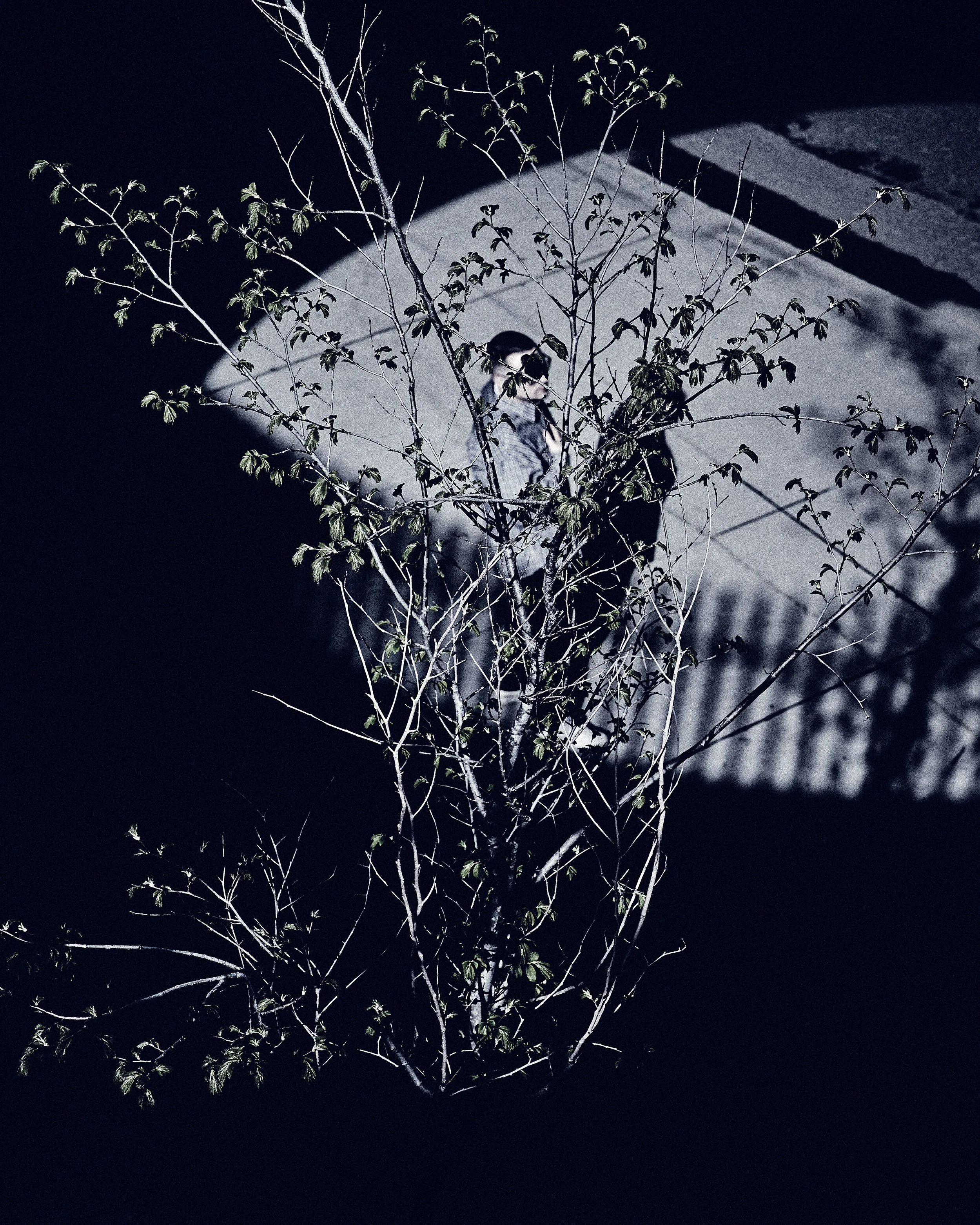 A tree with small leaves illuminated at night, with a large bright full moon visible in the dark sky behind it.