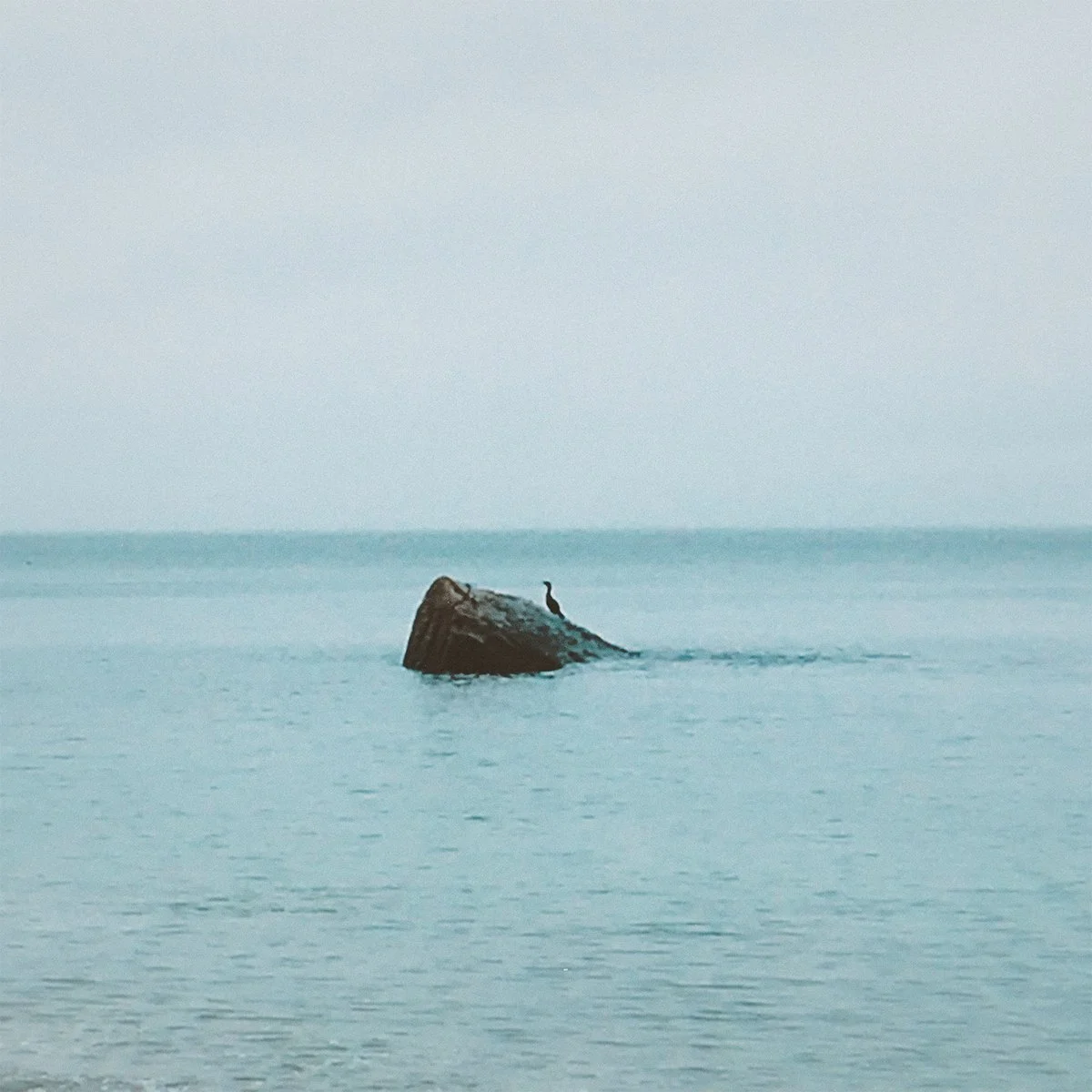A lone bird perched on a partially submerged rock in calm ocean waters, under a gray sky.
