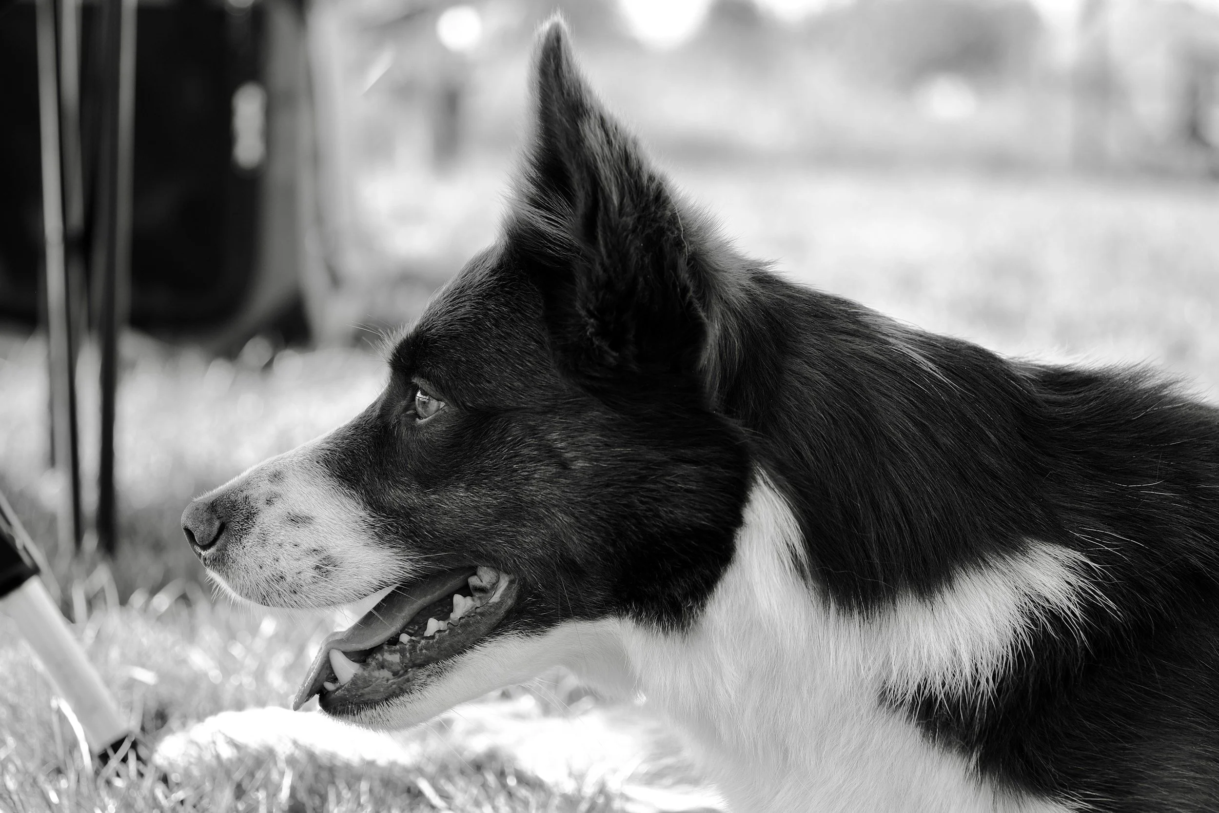 photo chien apaisé dressage canin positif