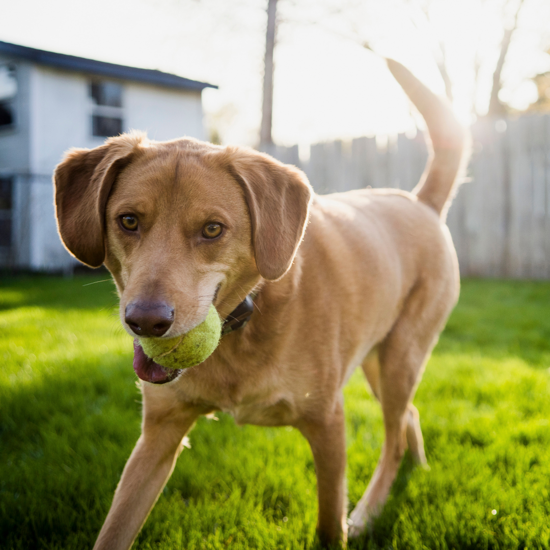 Pet Waste Removal
