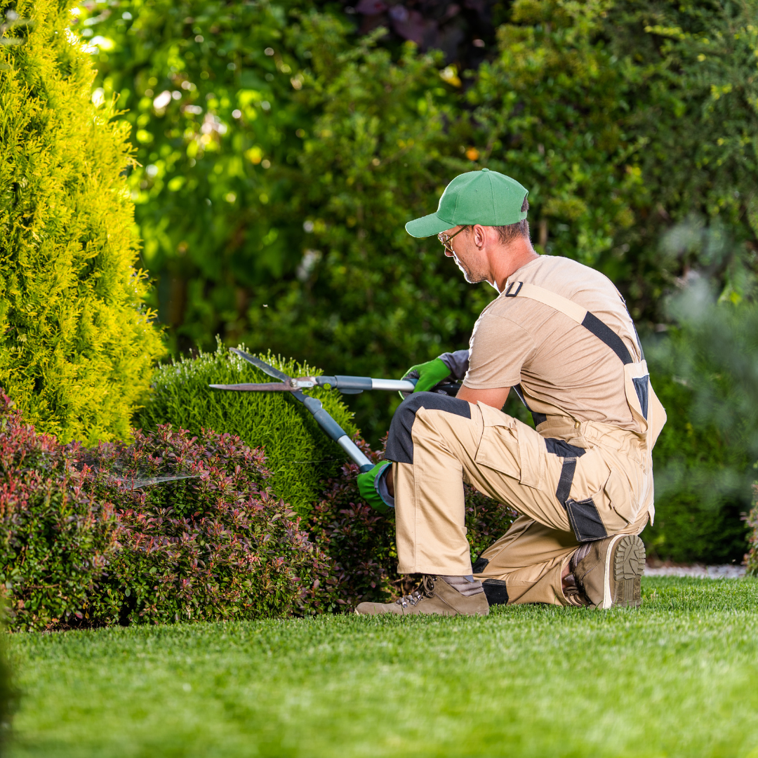 Bush Trimming