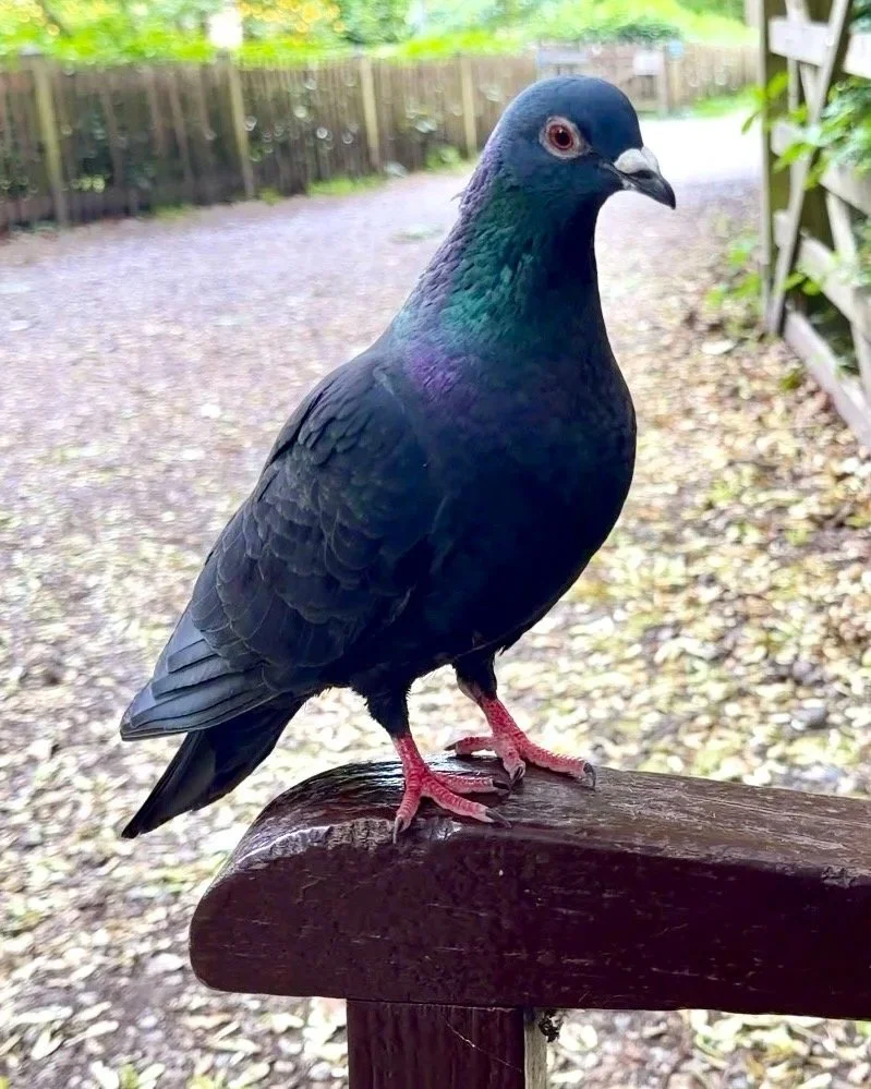A close-up of a colorful pigeon with iridescent feathers perched on a wooden railing outdoors.