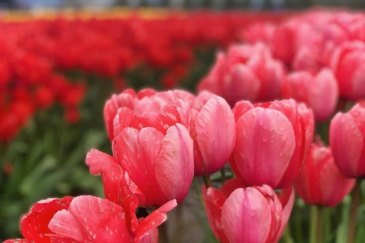Close-up of pink tulips with water droplets, with more tulips in the blurred background.