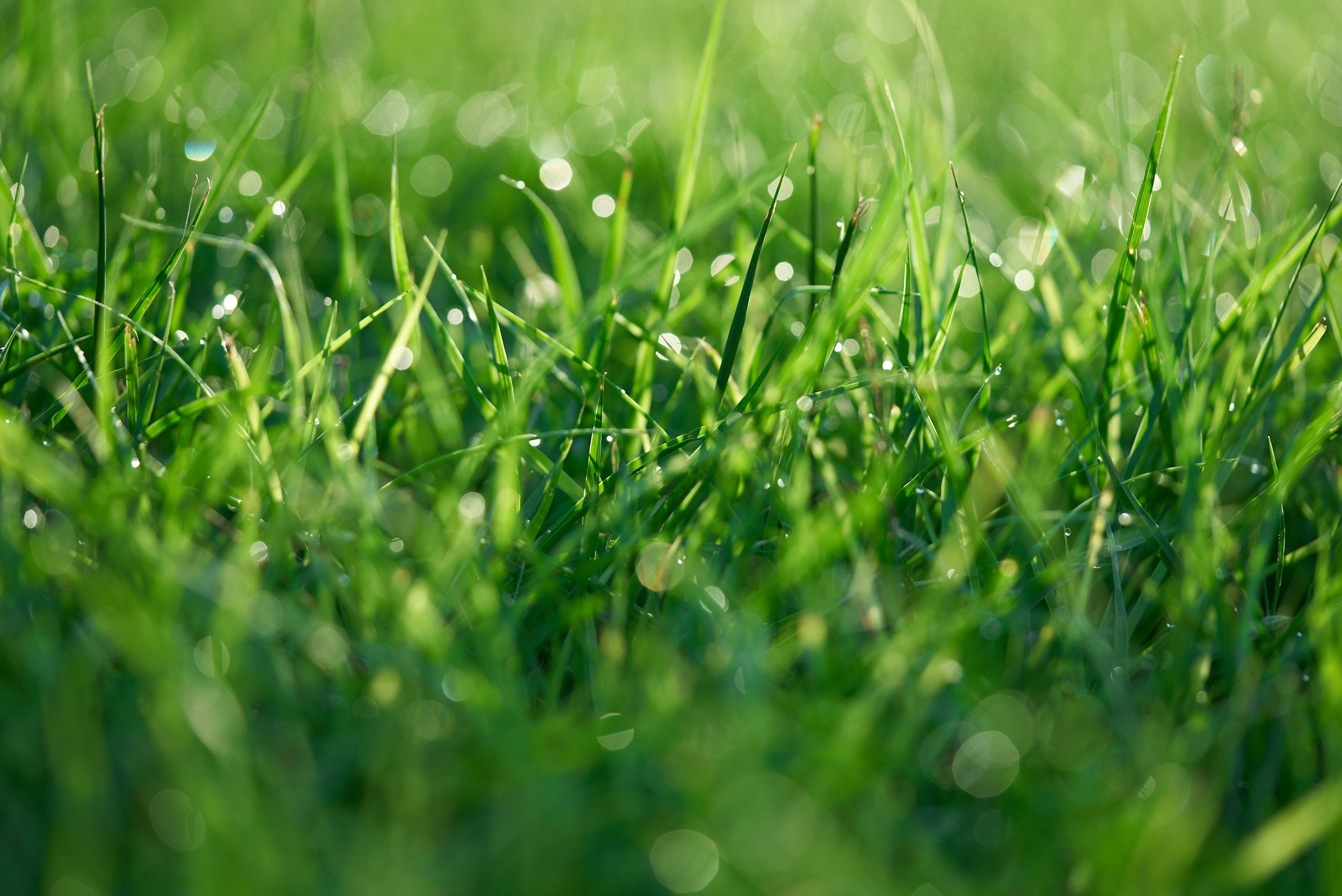 Close-up of green grass blades with dewdrops and sunlight creating a bokeh background.