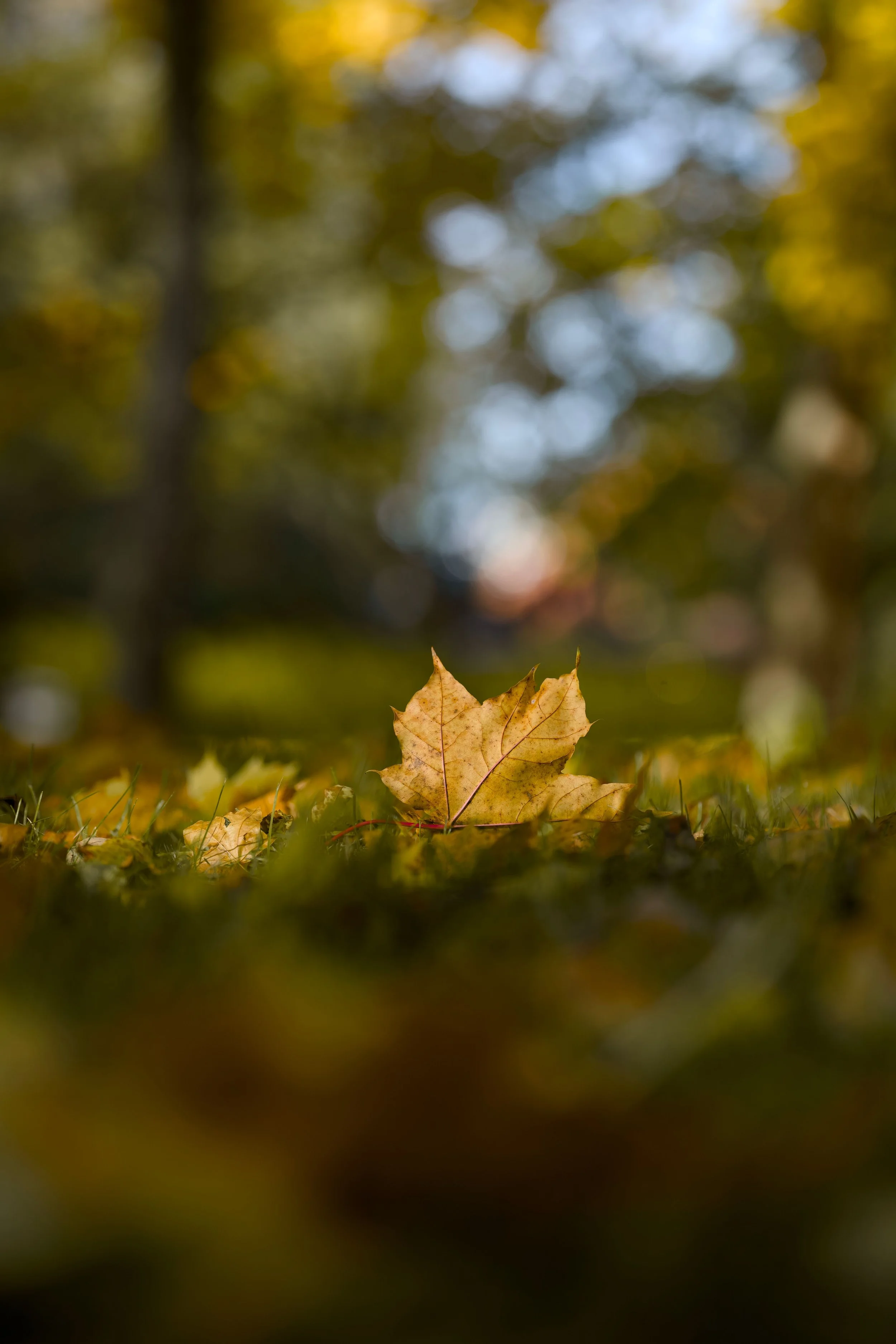 Photo of a leaf for fall clean up 365