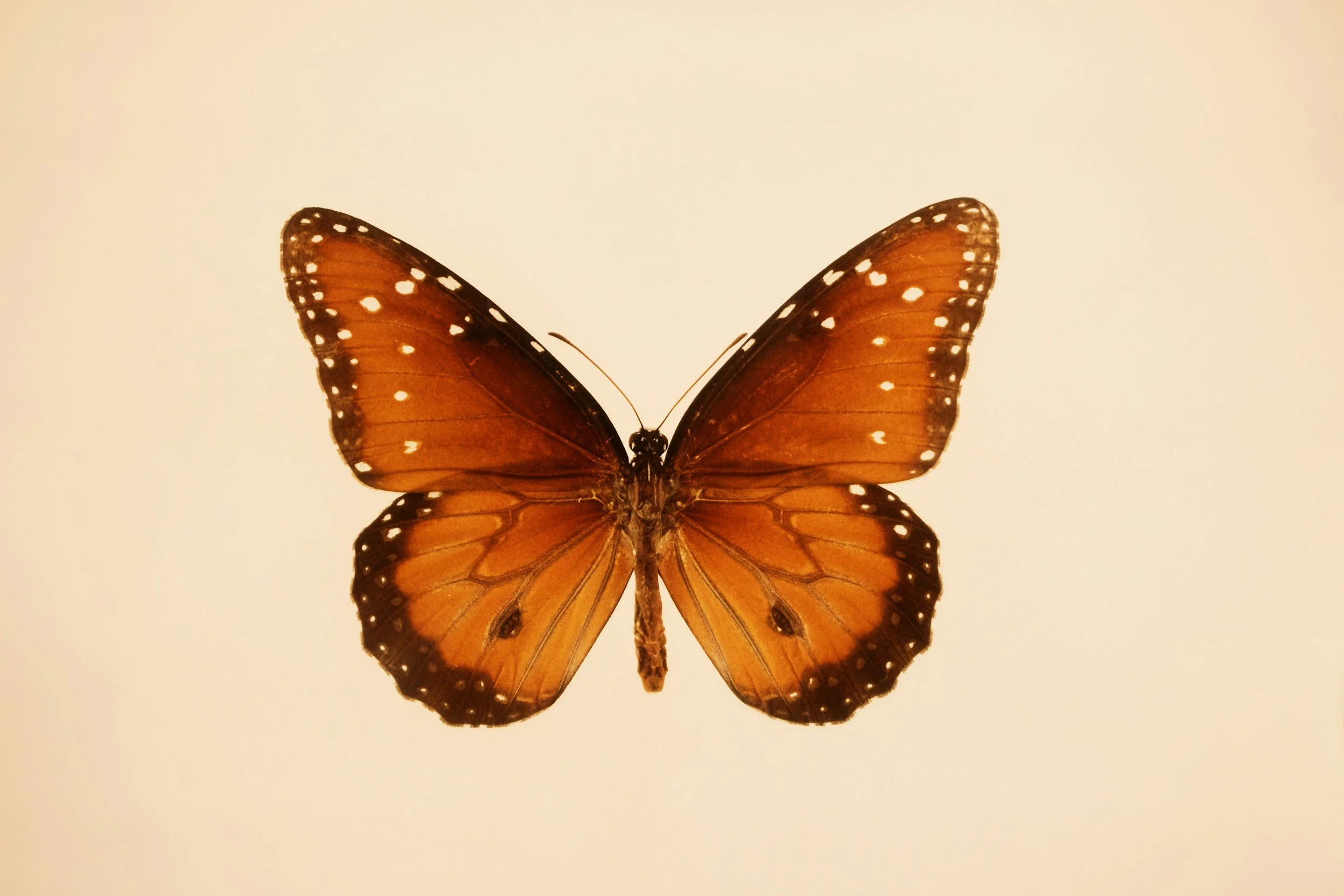 A close-up of an orange butterfly with white spots on its wings, centered against a plain background.