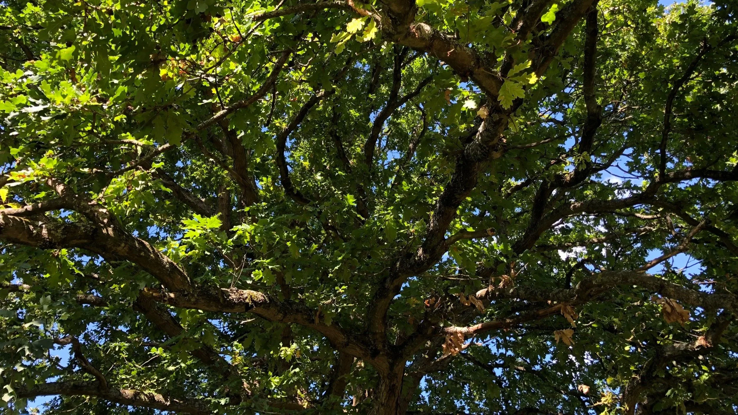 Tree branches with green leaves and patches of blue sky visible through the leaves.