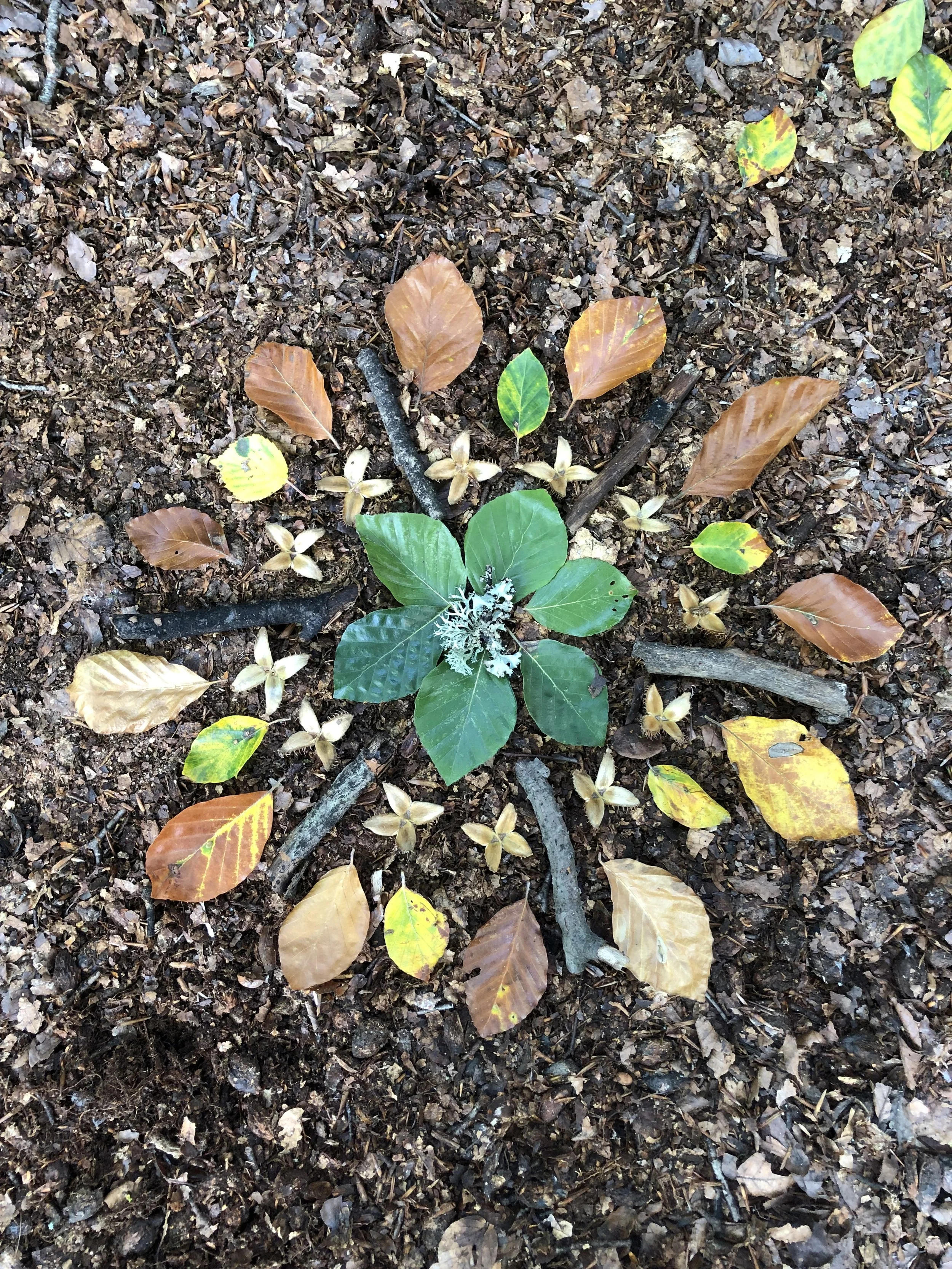 Young plant with large green leaves in forest soil surrounded by fallen brown and yellow leaves.