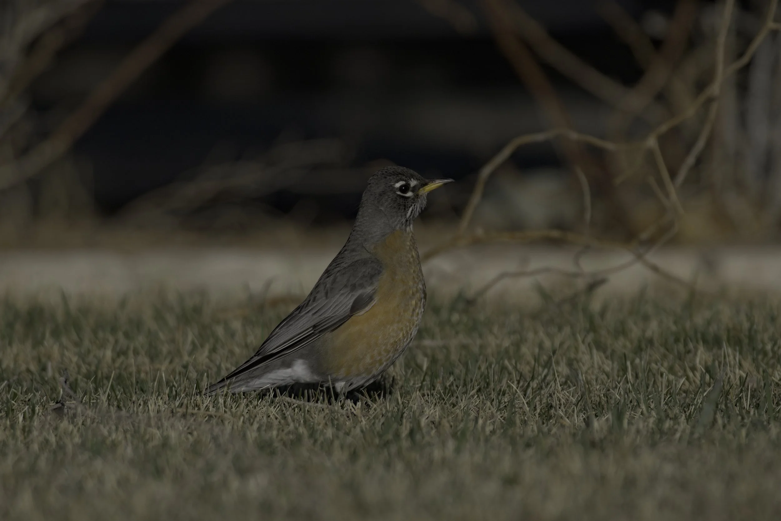 A photo of an American Robin with branches emerging from chest like lightning titled Lightning Loosing Locus