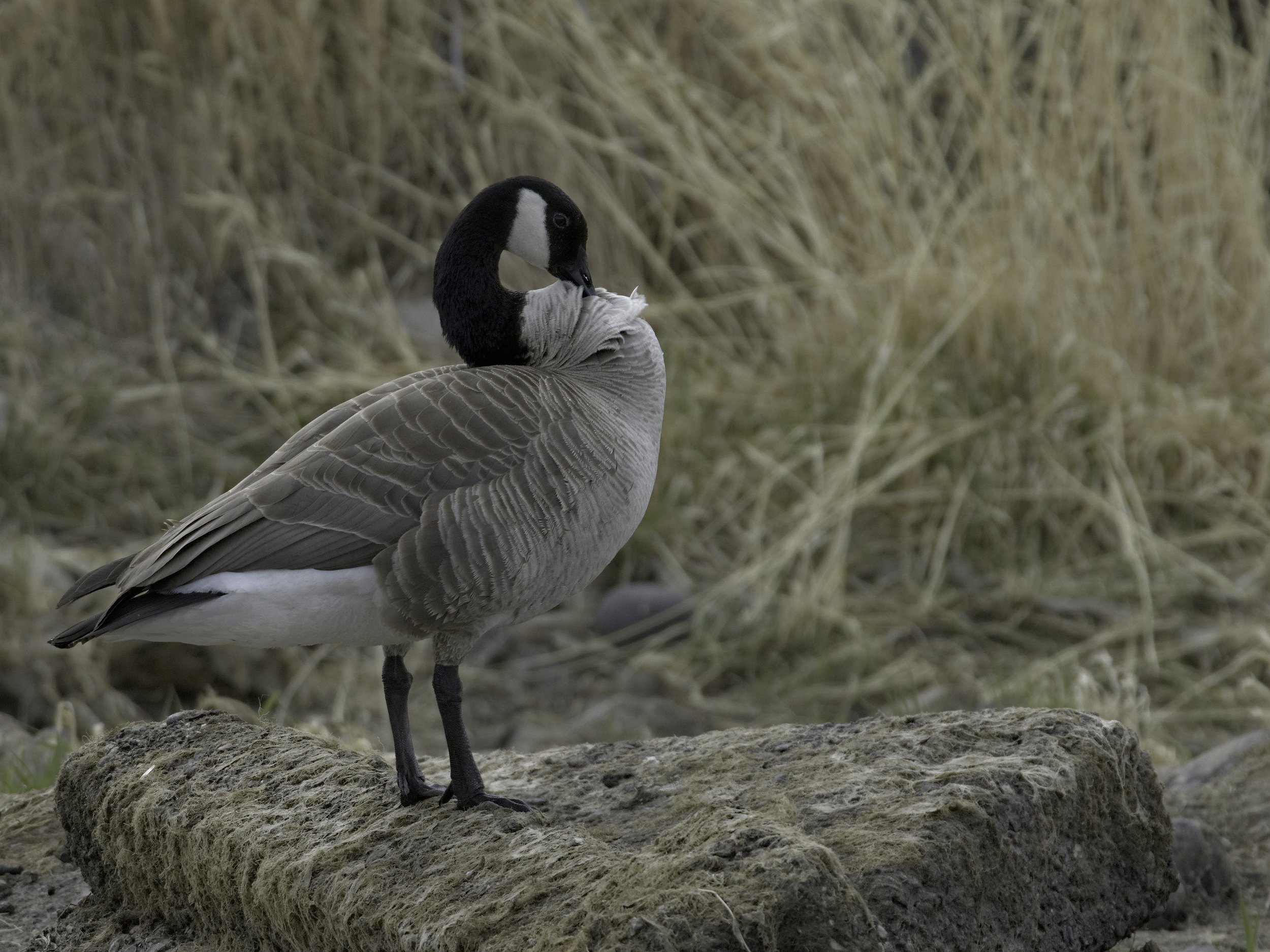 A photo of a Canada Goose preening on a mossy rock titled Preening Poised Prevaricator