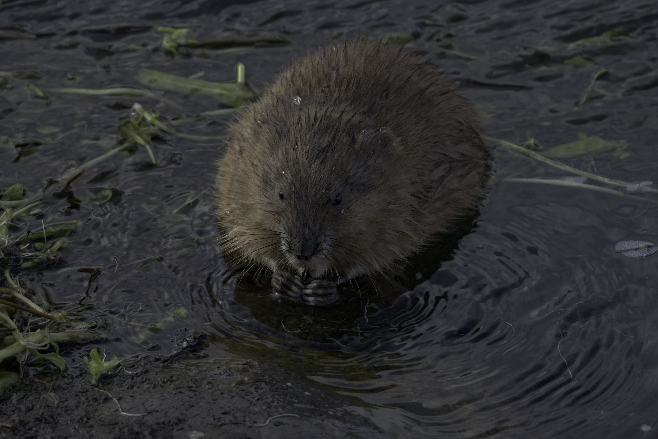 A photo of a Muskrat in water chewing on vegetation titled Snacking Stout Swimmer