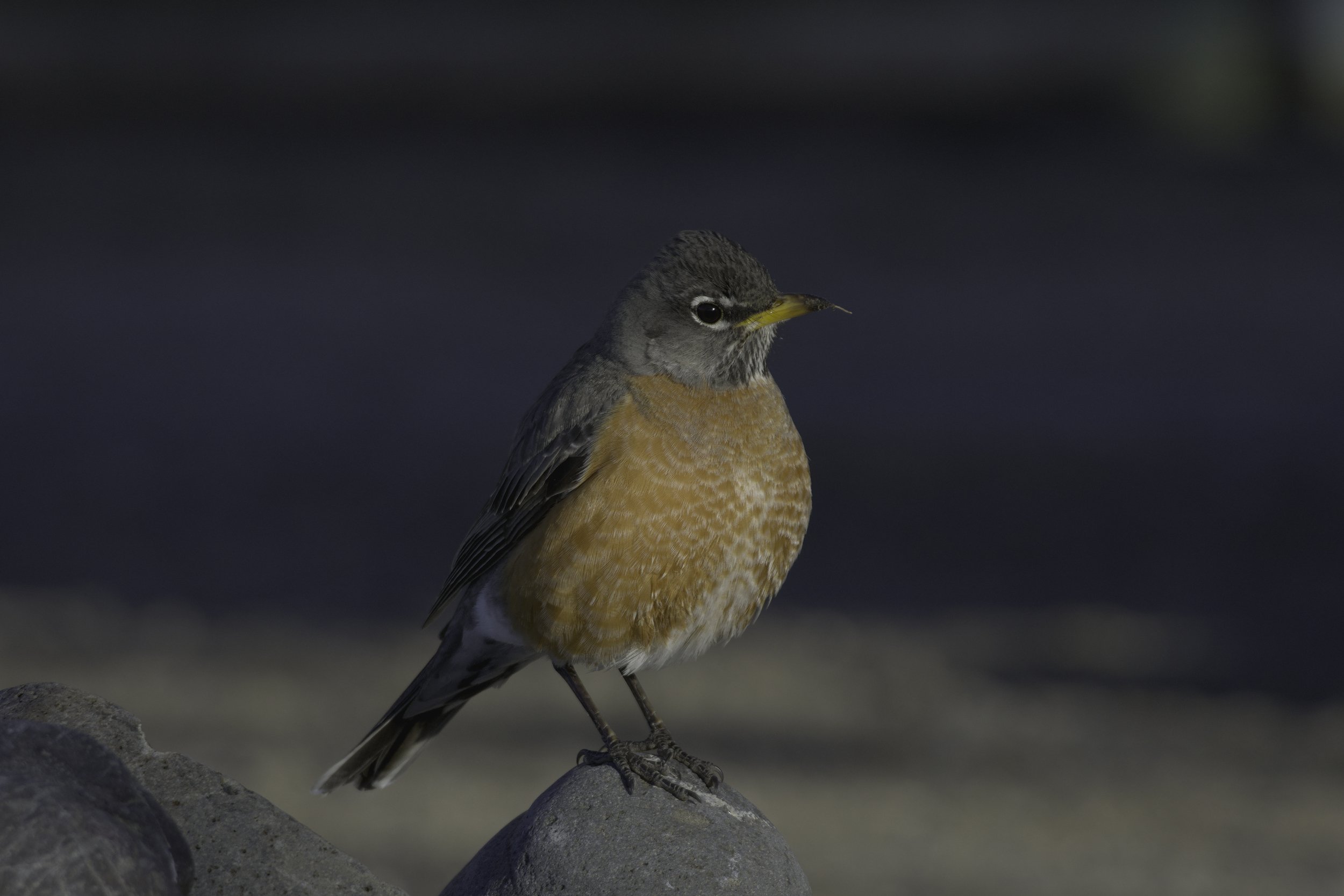 A photo of an American Robin standing on a rock titled Rotund Rock Royalty