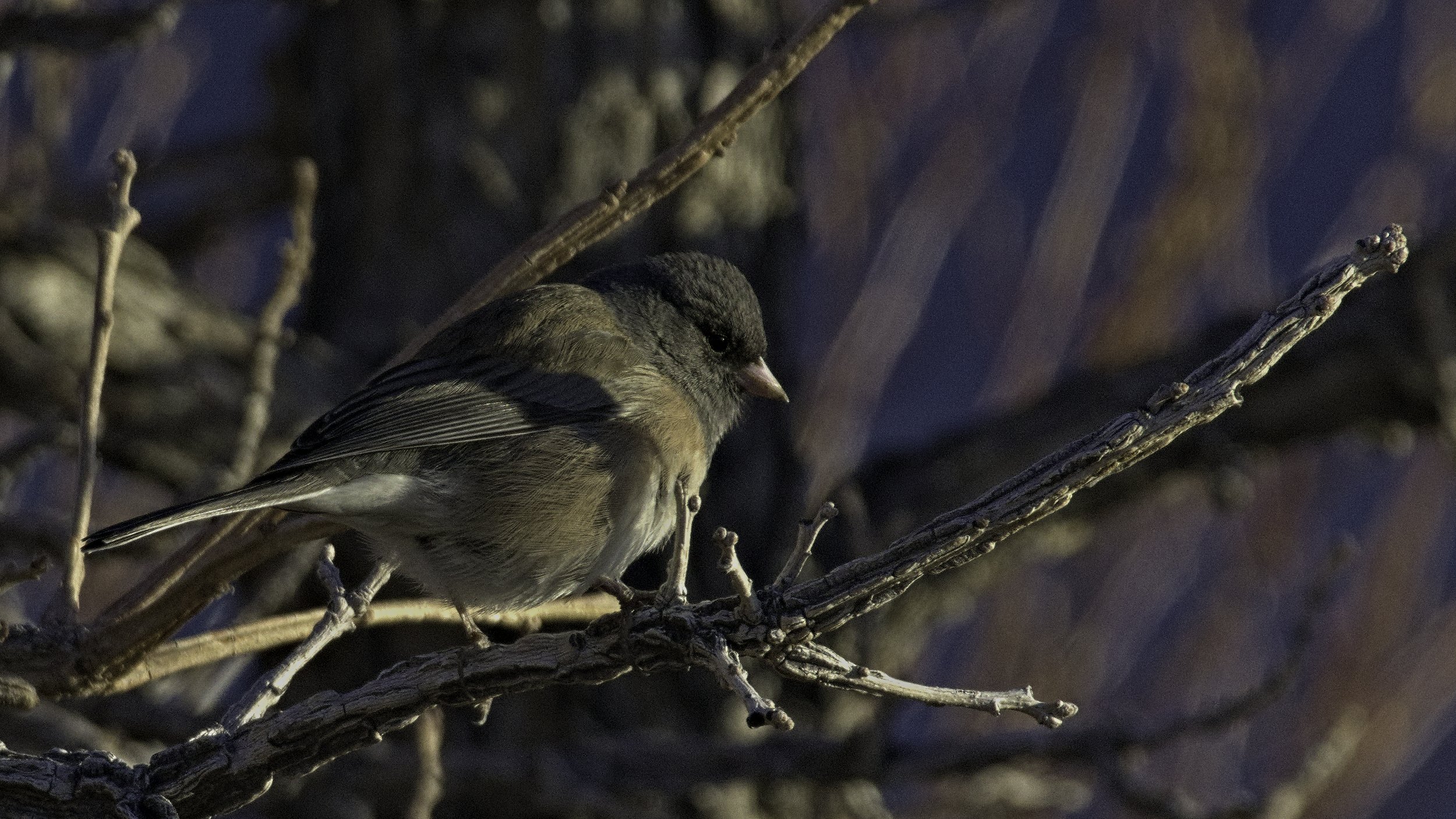 A phot of a Dark Eyed Junco (Oregon) perched on a branch facing right titled Dejected Dawn Drifter