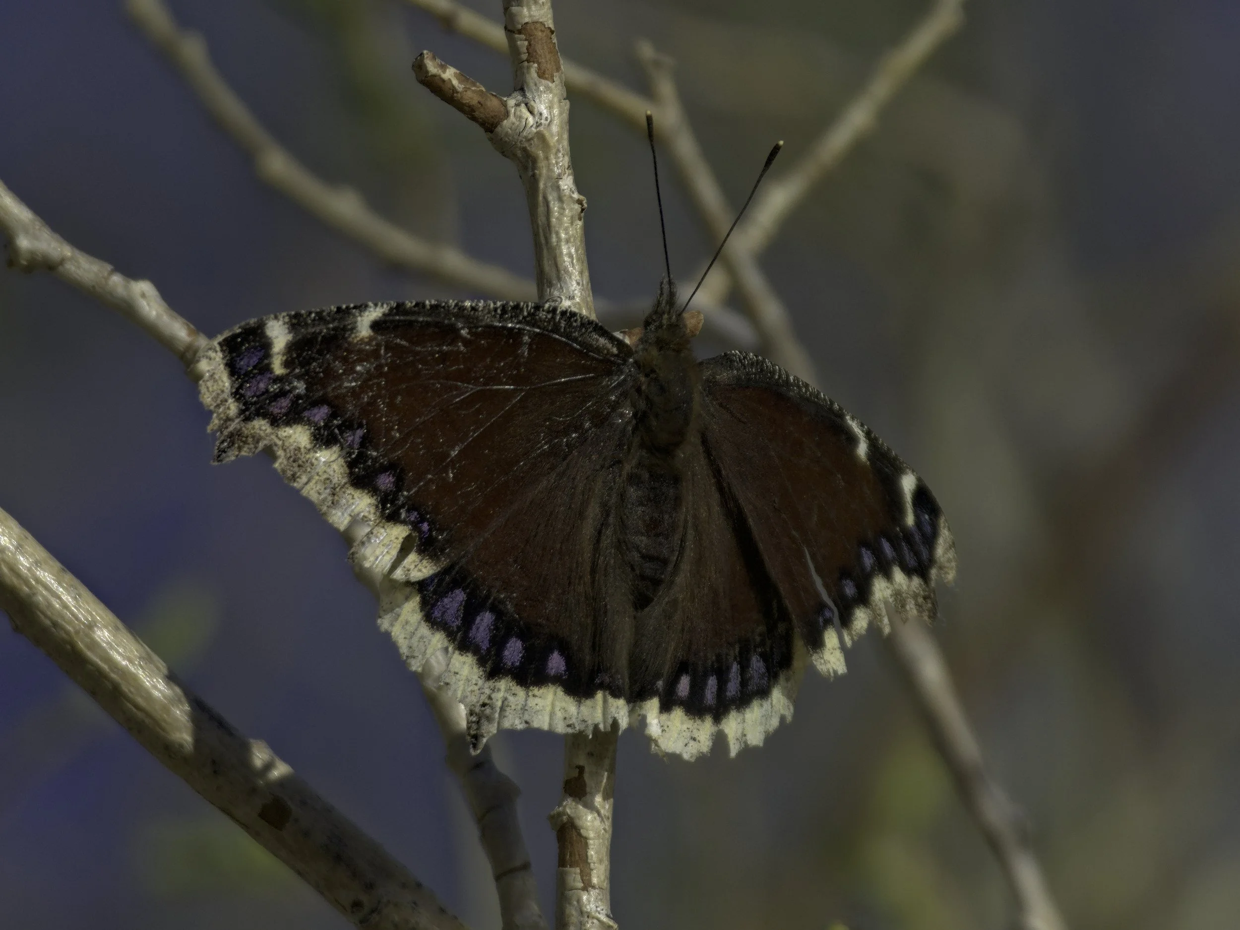A photo of a Mourning Cloak (butterfly) perched on a branch titled Mesmerizing Mottled Mourner
