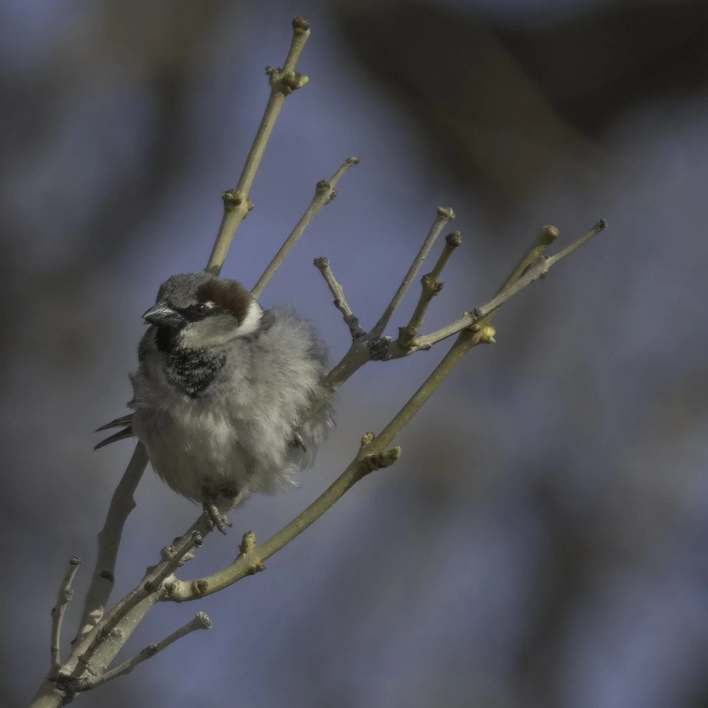 A picture of a House Sparrow perched on a branch that is very fluffed and staring to the left titled Fixating Flocculent Fretter
