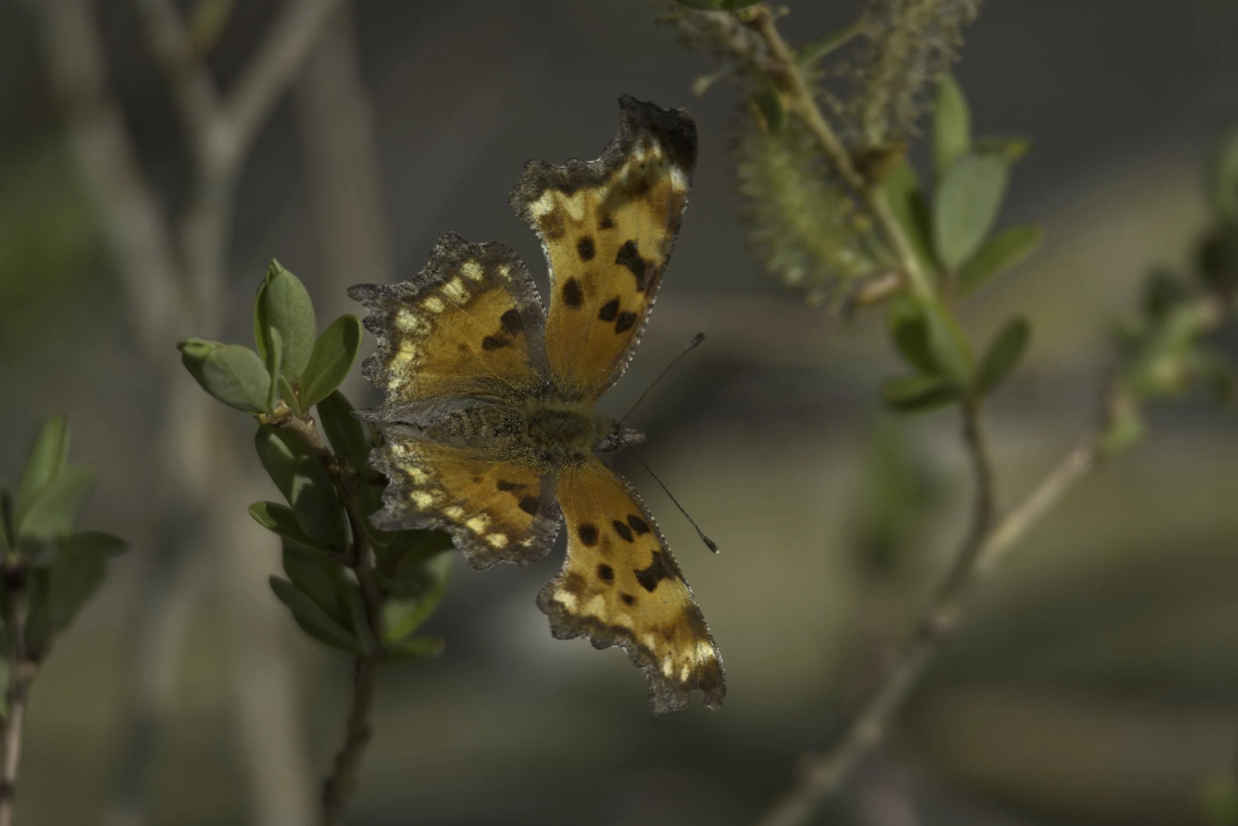 A photo of a Green Comma (Butterfly) in flight near branches titled Paragliding Pumpkin Punctuation