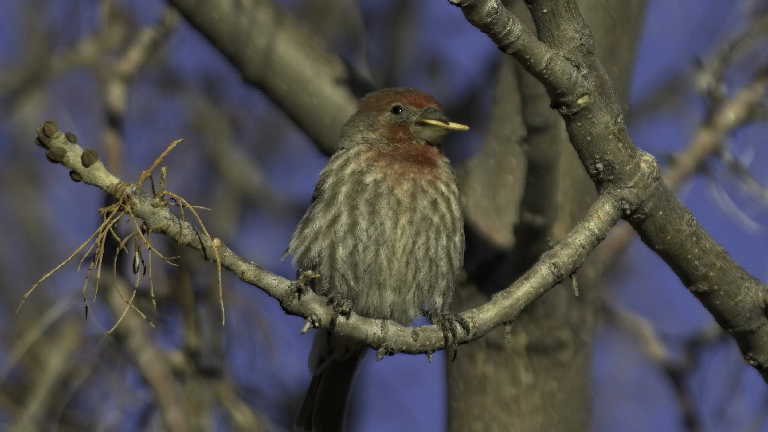 A picture of a House Finch with a seed in it's mouth sitting on a curved branch titled Boasting Burly Bogart