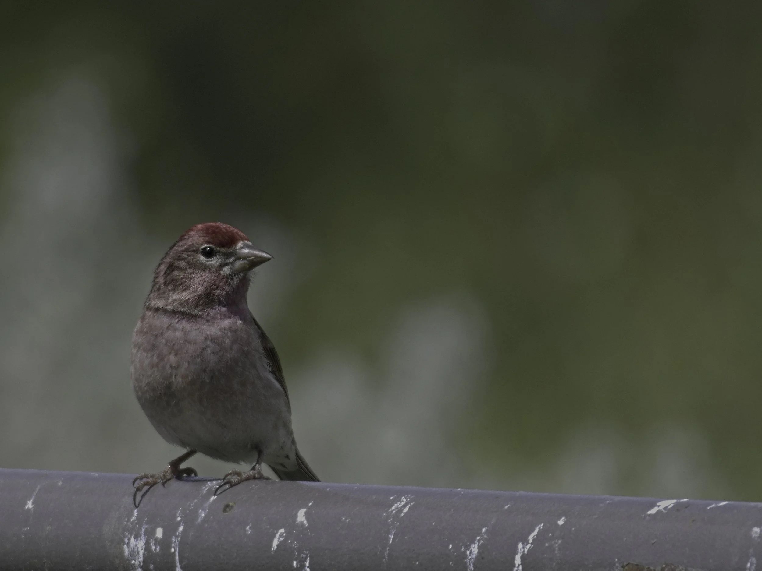 A photo of a House Finch sitting on metal post titled Fading Falun Finch