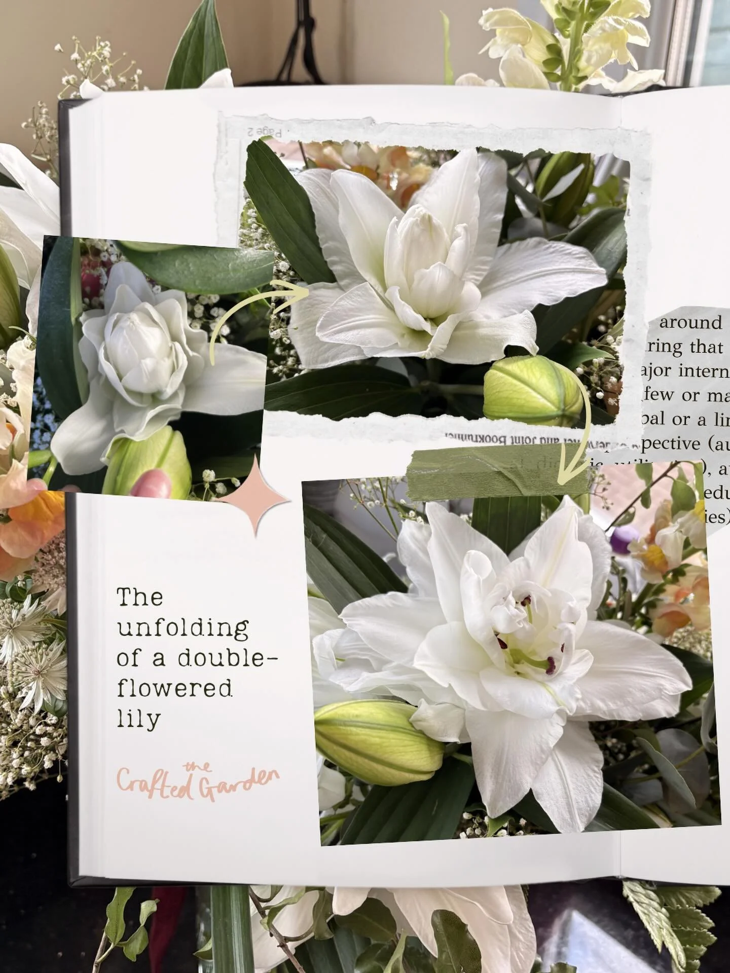 These beauties are one of my favourites 😍 layered, dramatic, beautifully soft, and without so many of the traditional lily pollen that can stain everything in sight 👀✨

Watching them open feels like a little reminder that some of the best things ta