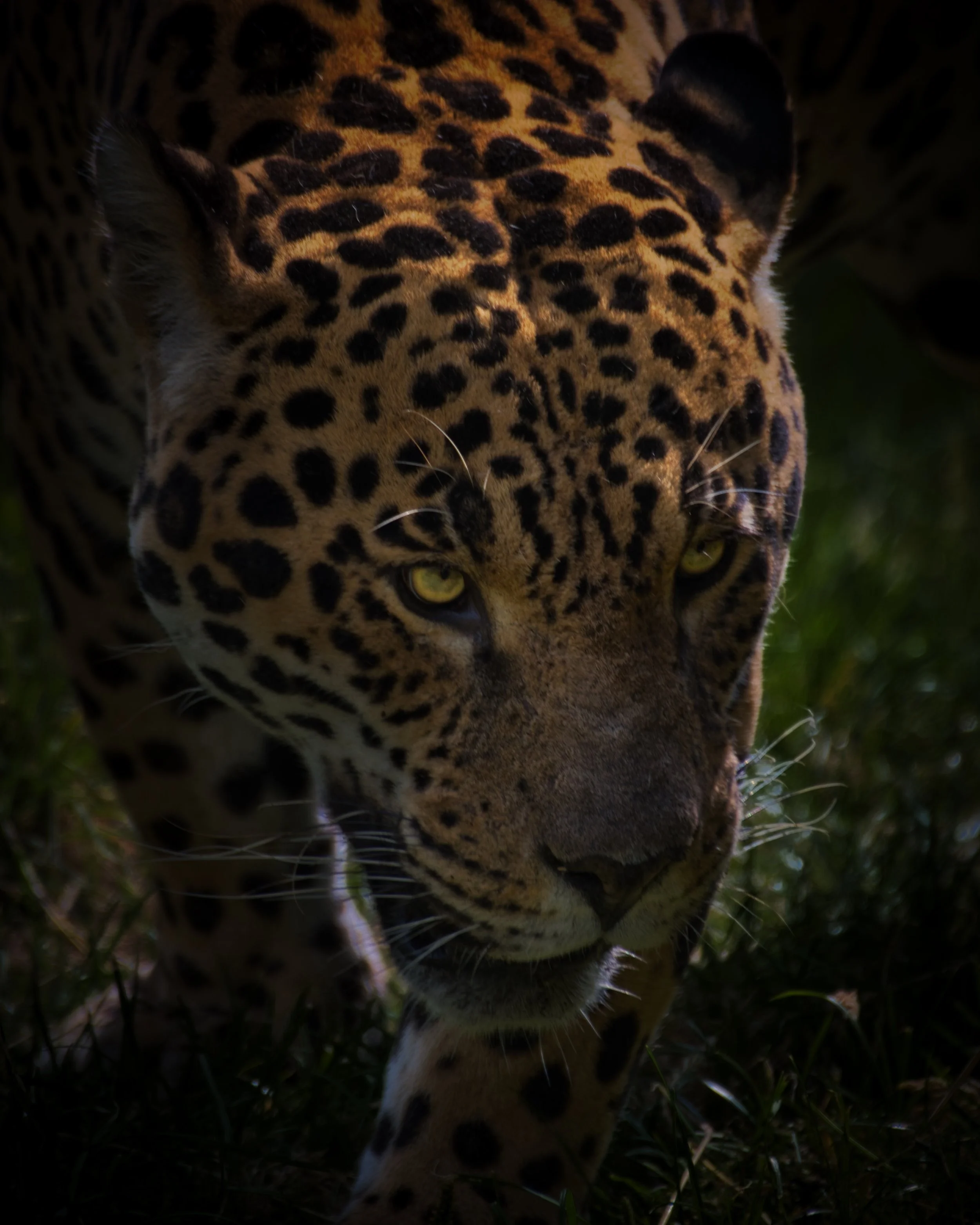 DSC_2493.jpeg