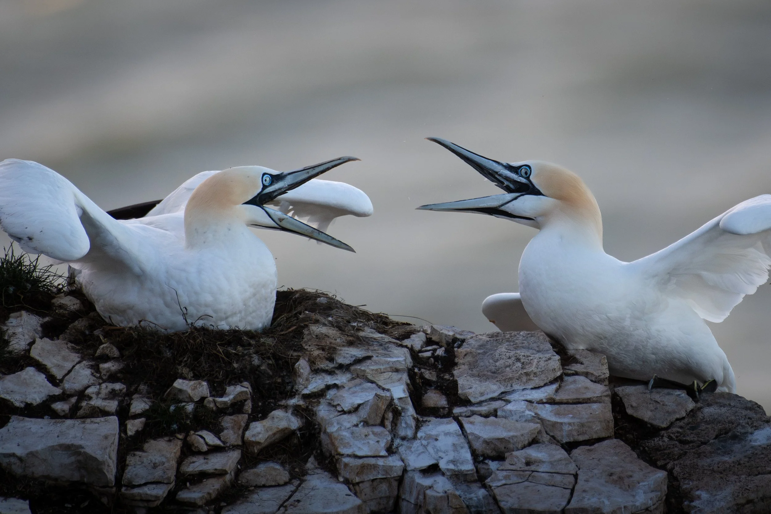 DSC_3980-3.jpg