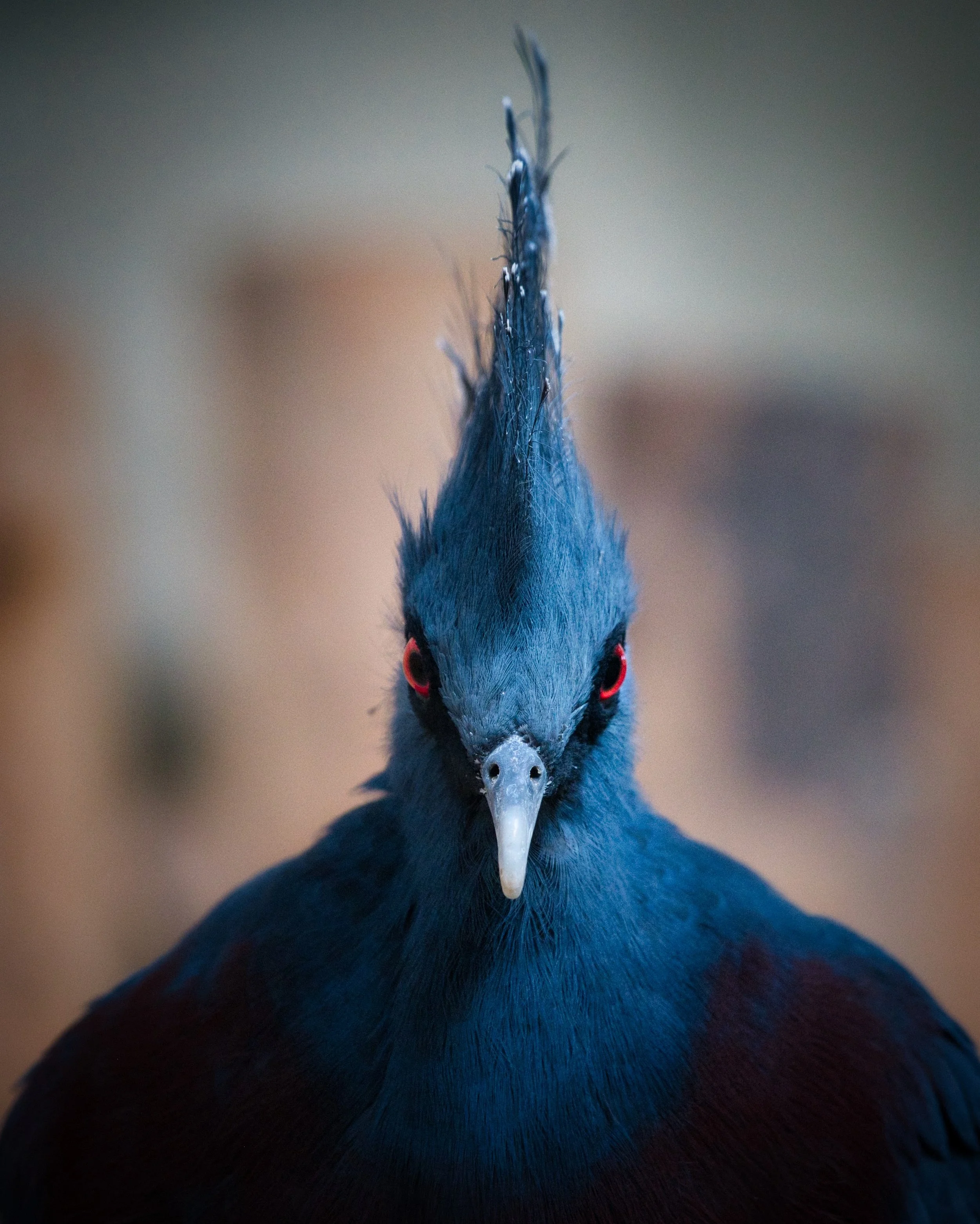 DSC_2460.jpeg