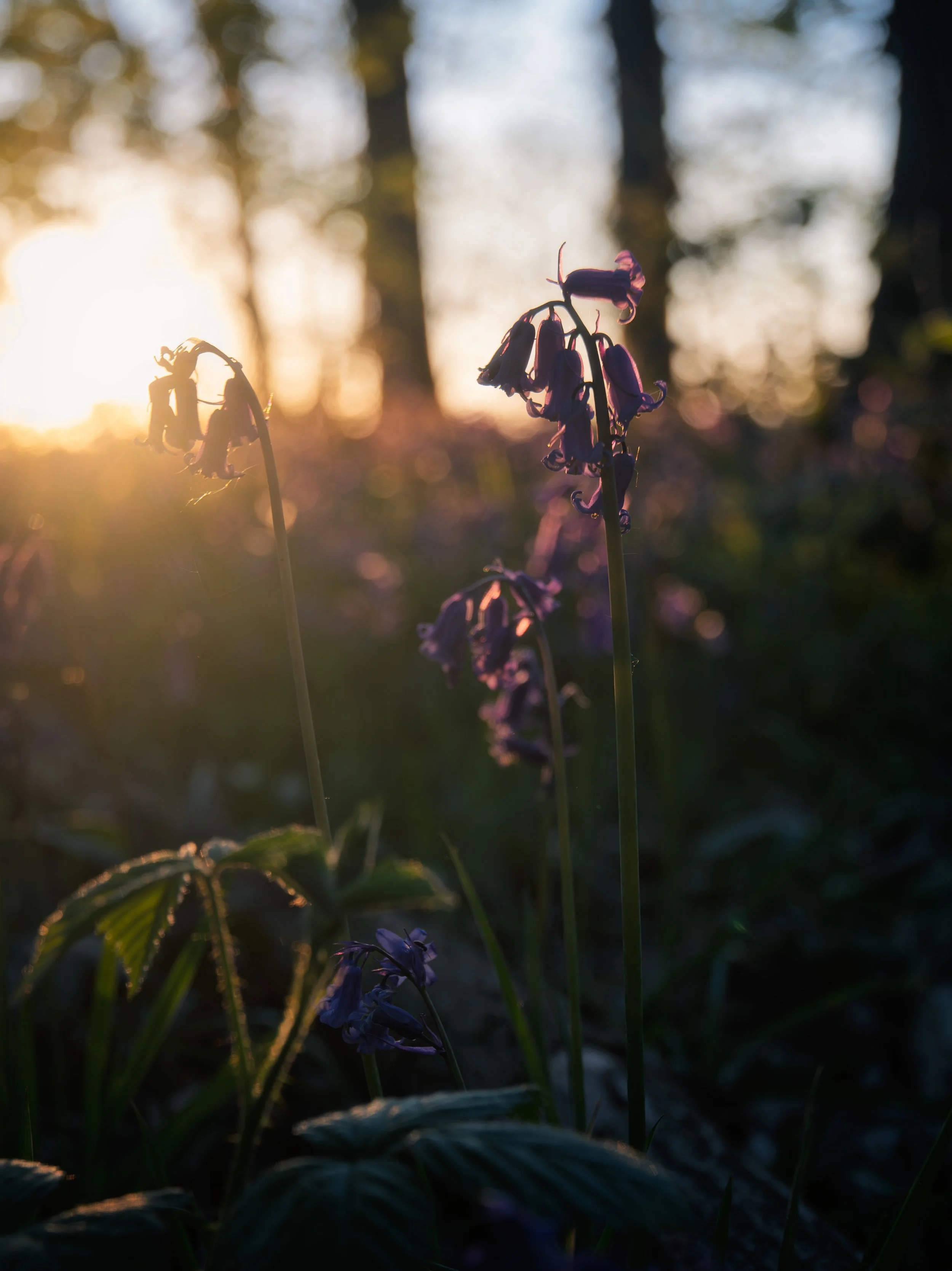 DSC_3457-Bluebellcloseup.jpg