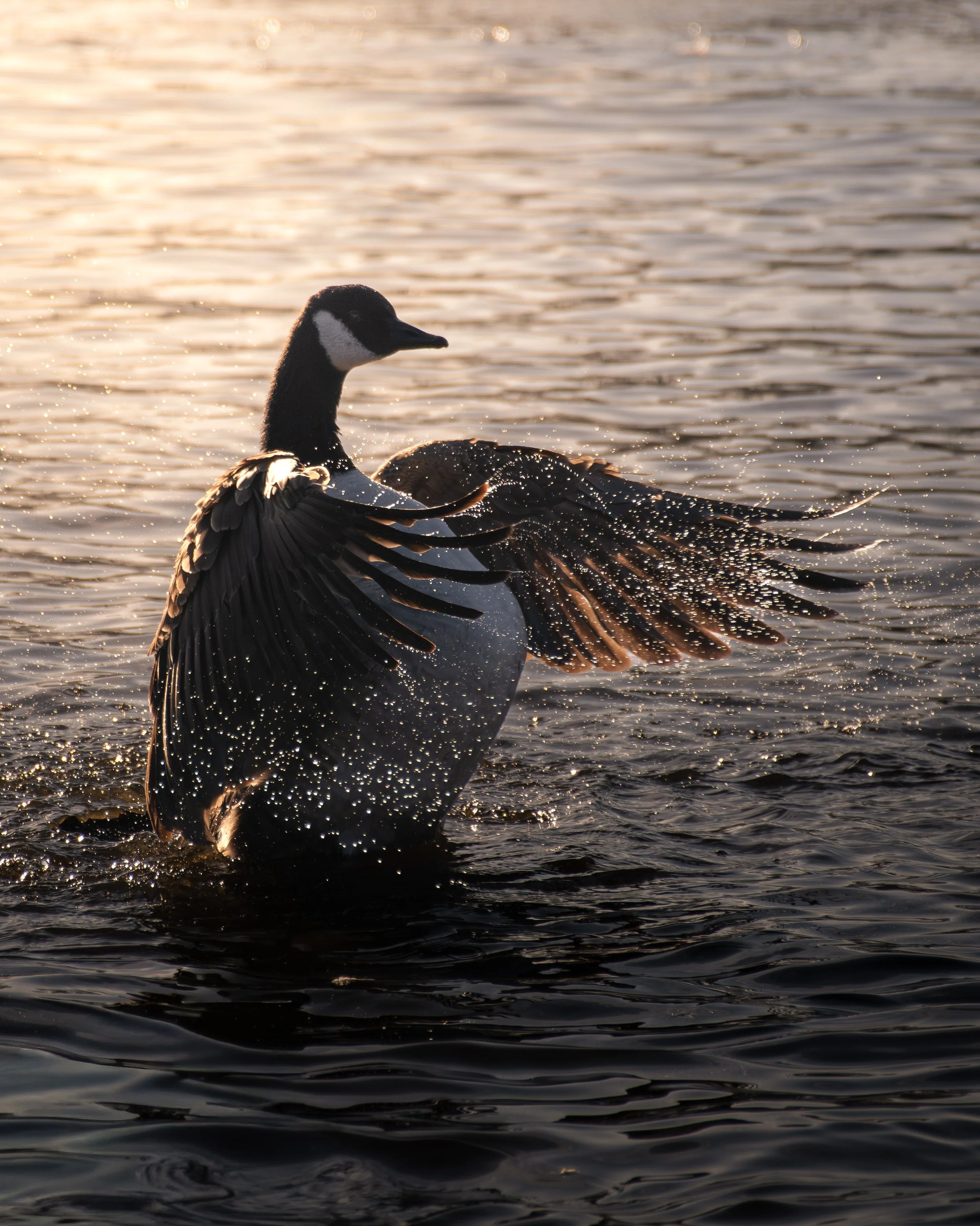 DSC_0333 2.jpg